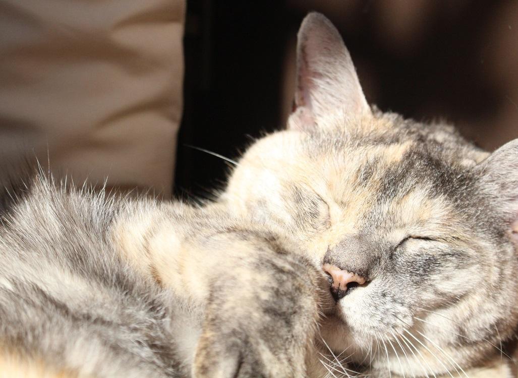 わんにゃんサイトの猫の写真