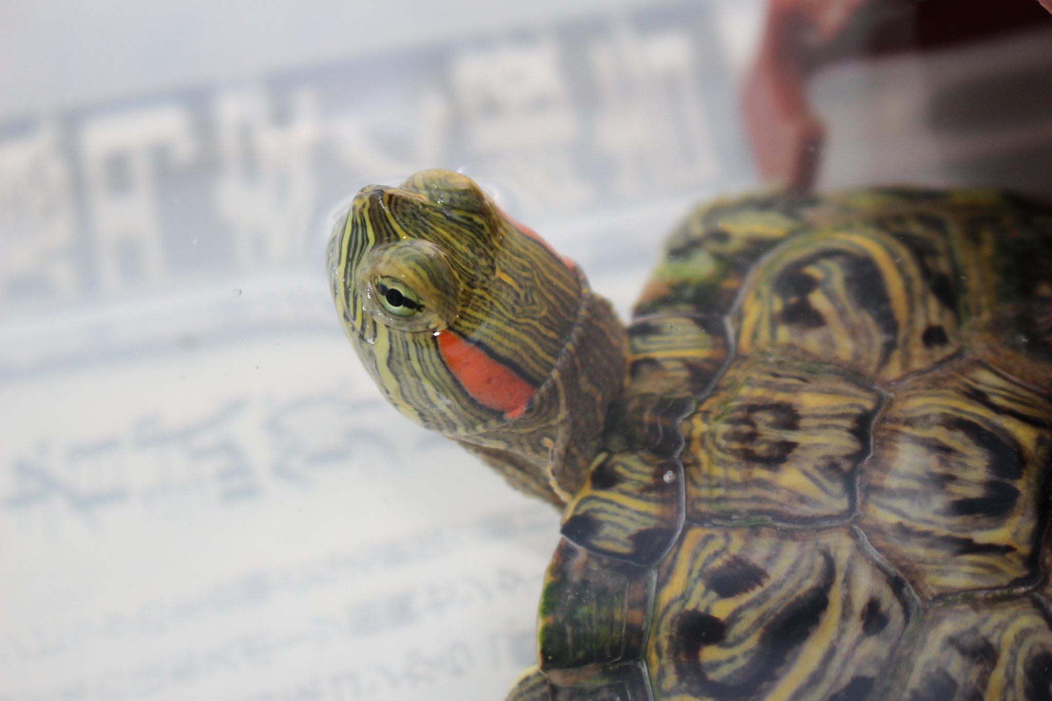 わんにゃんサイトのその他の写真