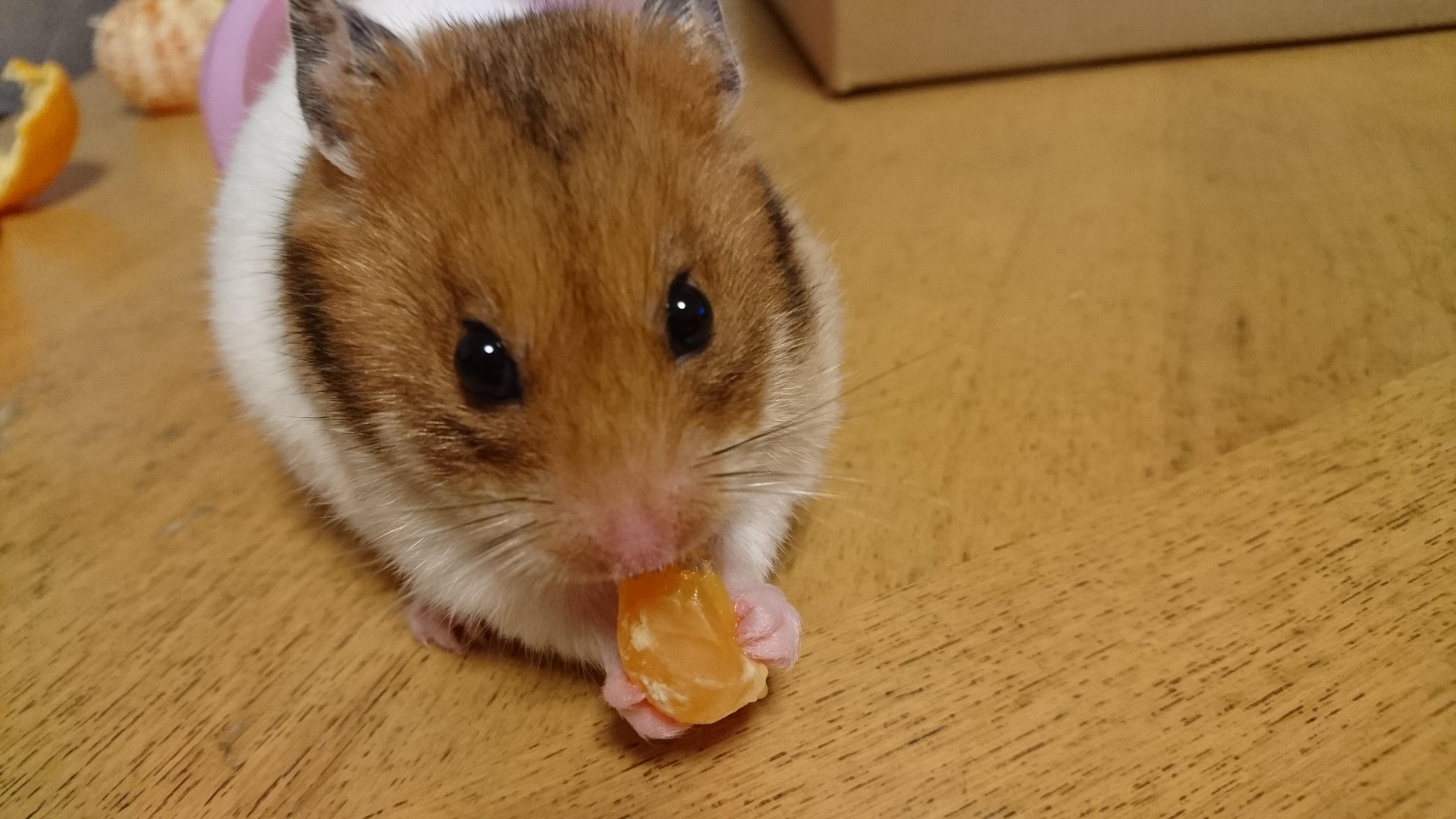 わんにゃんサイトのその他の写真