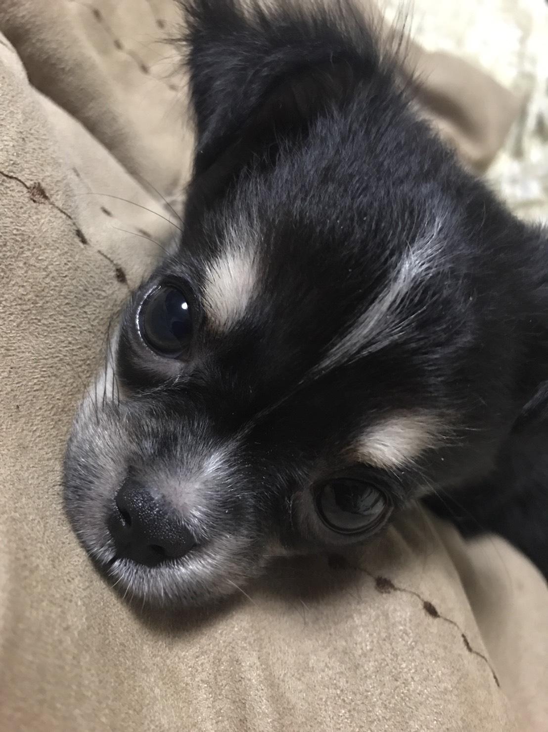 わんにゃんサイトの犬の写真