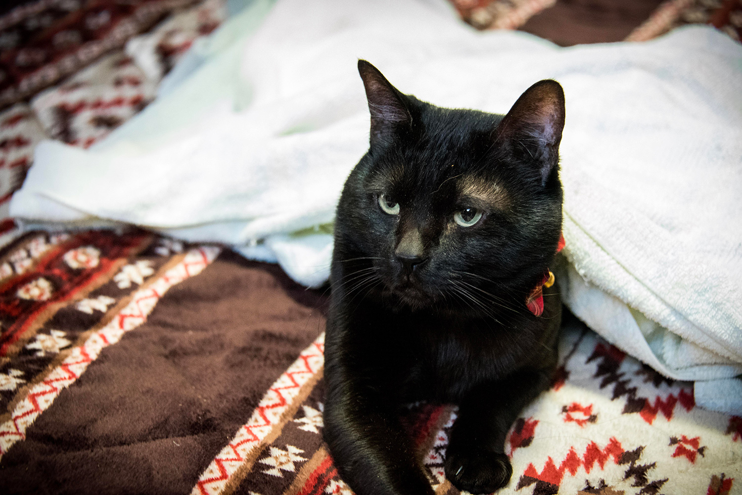 わんにゃんサイトの猫の写真