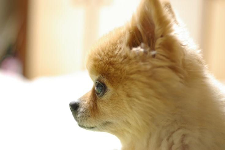 わんにゃんサイトの犬の写真