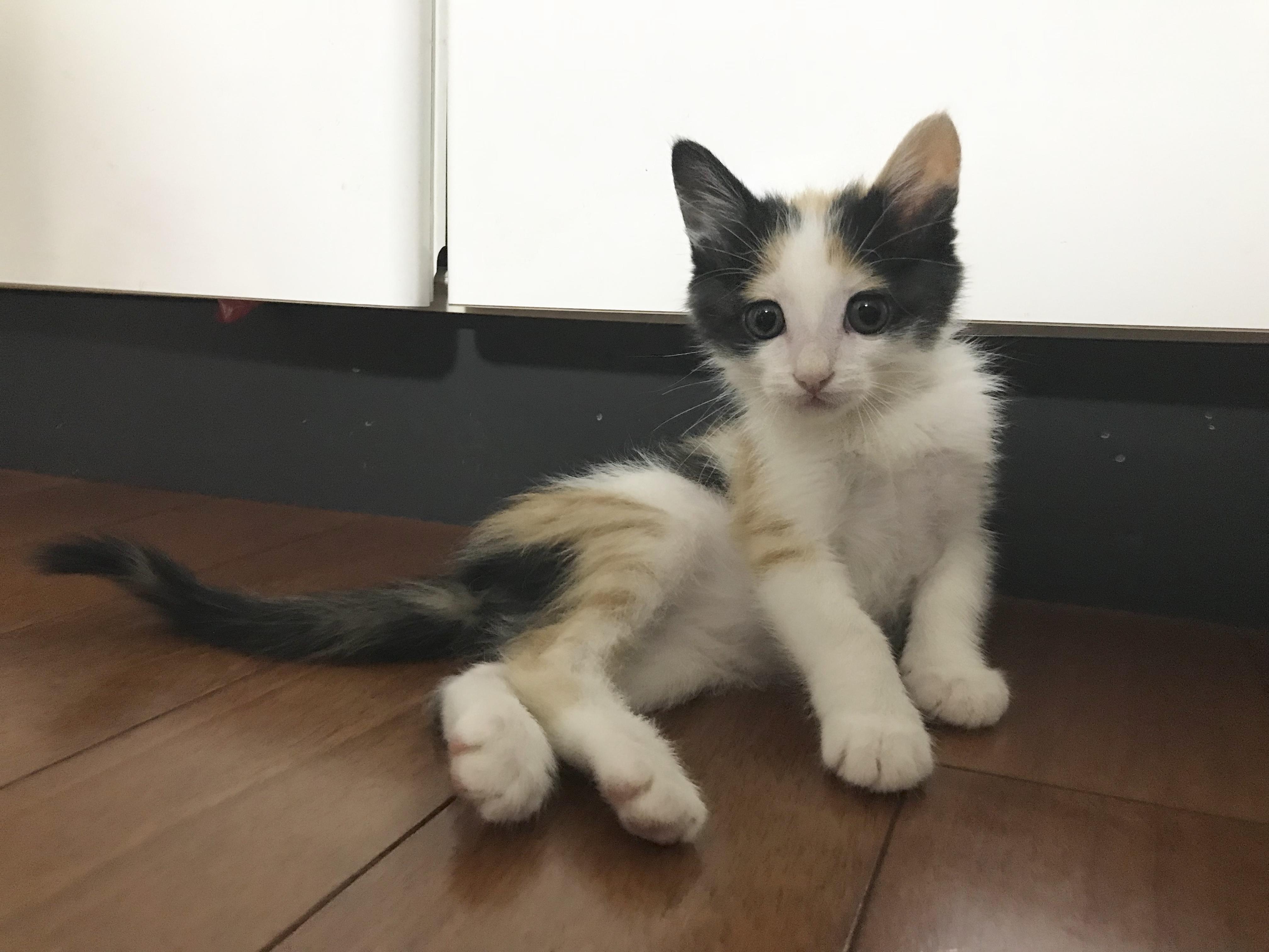 わんにゃんサイトの猫の写真