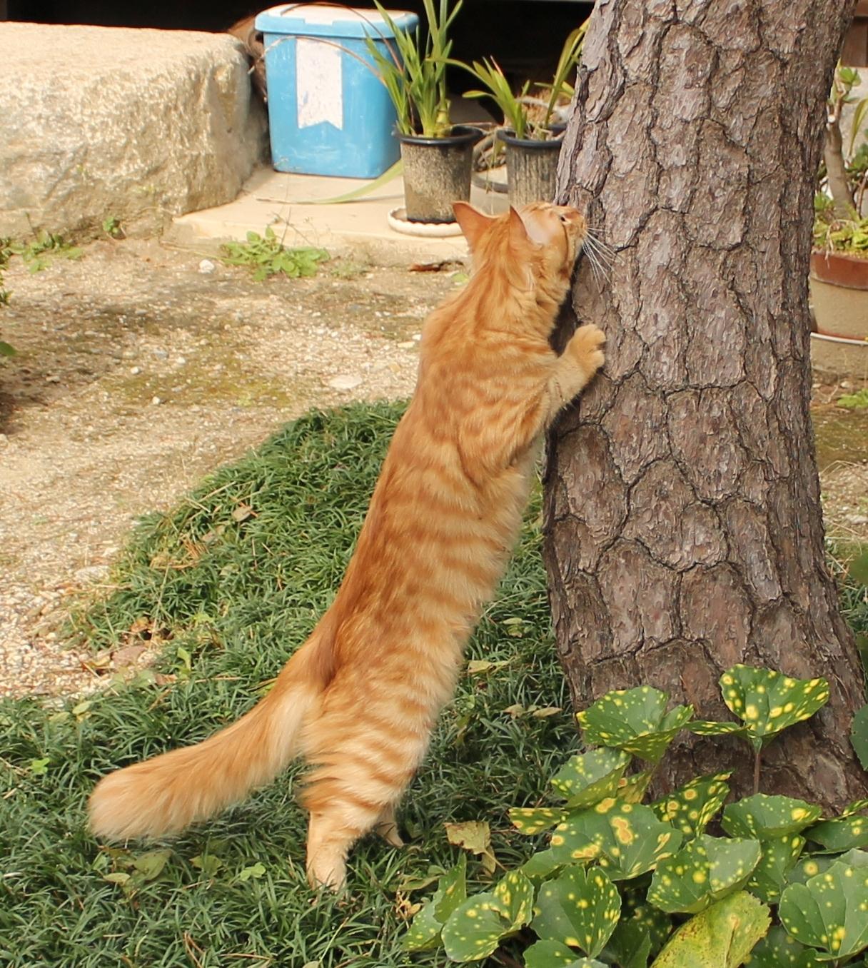 わんにゃんサイトの猫の写真