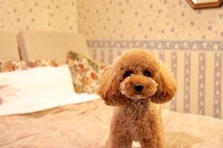 わんにゃんサイトの犬の写真