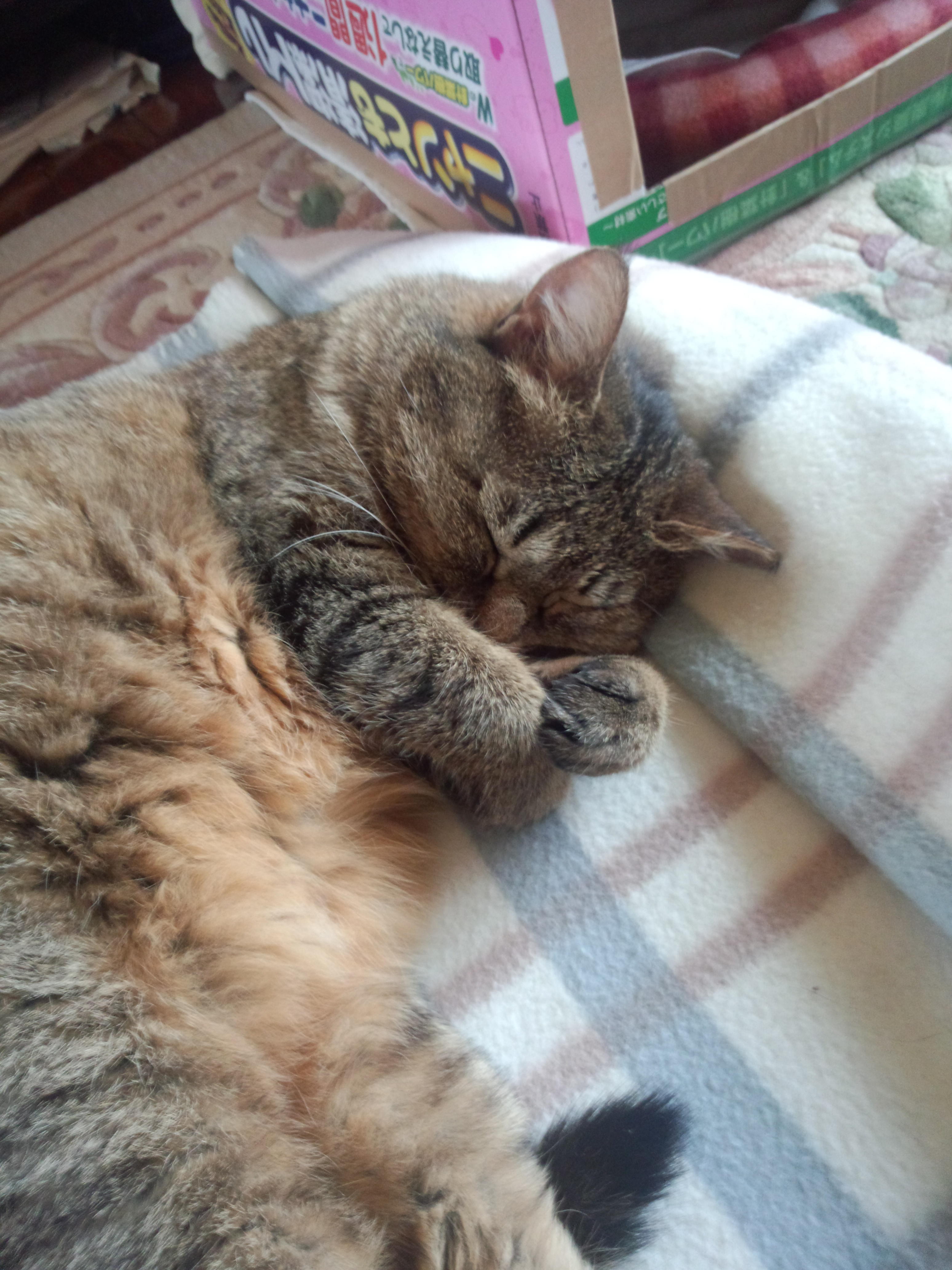 わんにゃんサイトの猫の写真