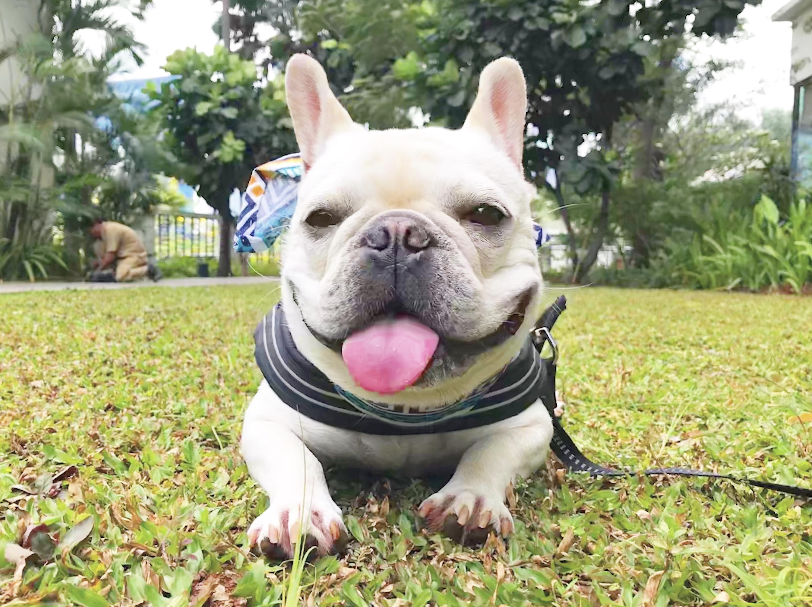 わんにゃんサイトの犬の写真