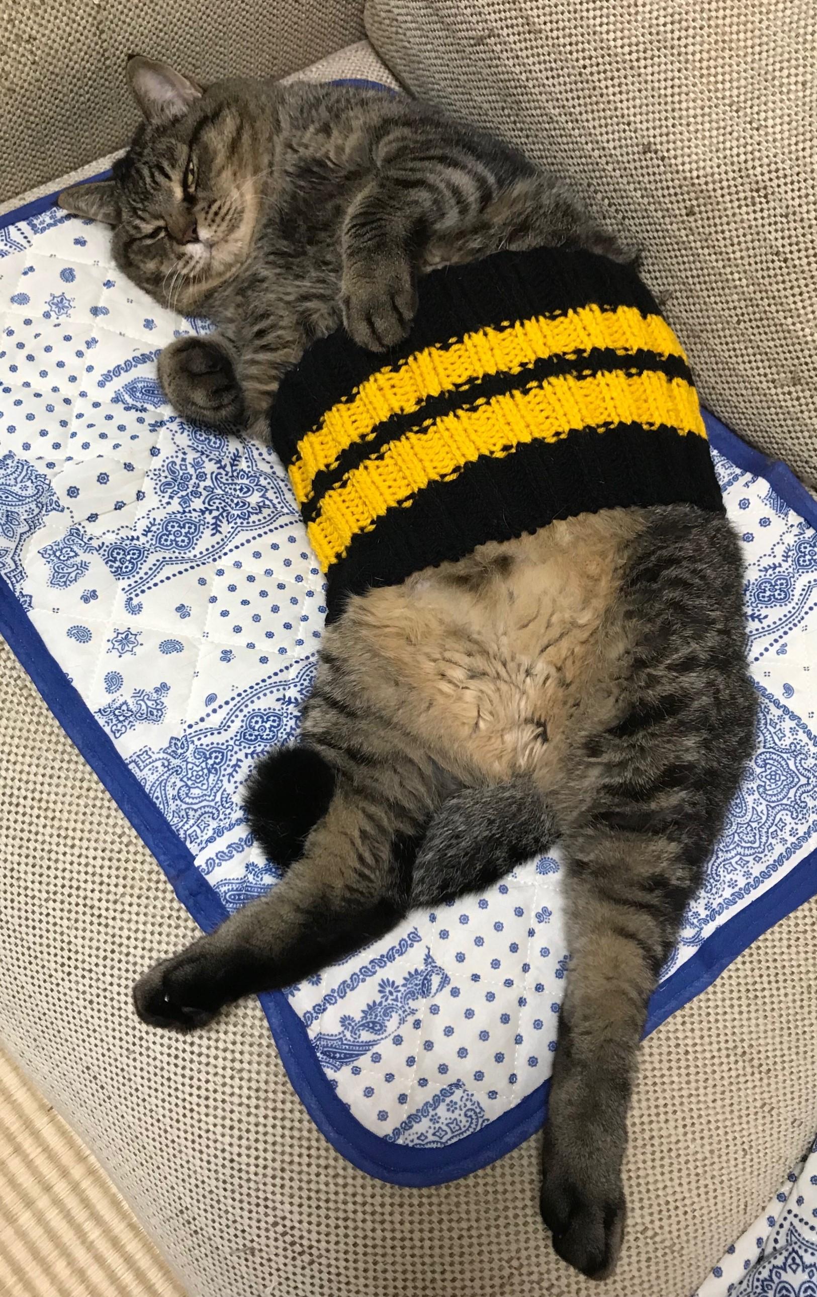 わんにゃんサイトの猫の写真