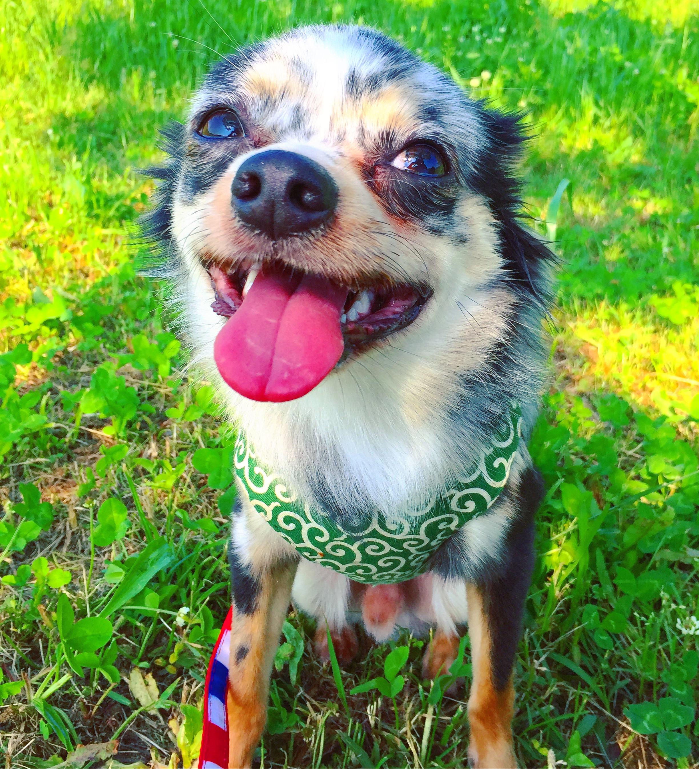 わんにゃんサイトの犬の写真