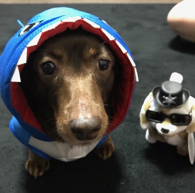 わんにゃんサイトの犬の写真