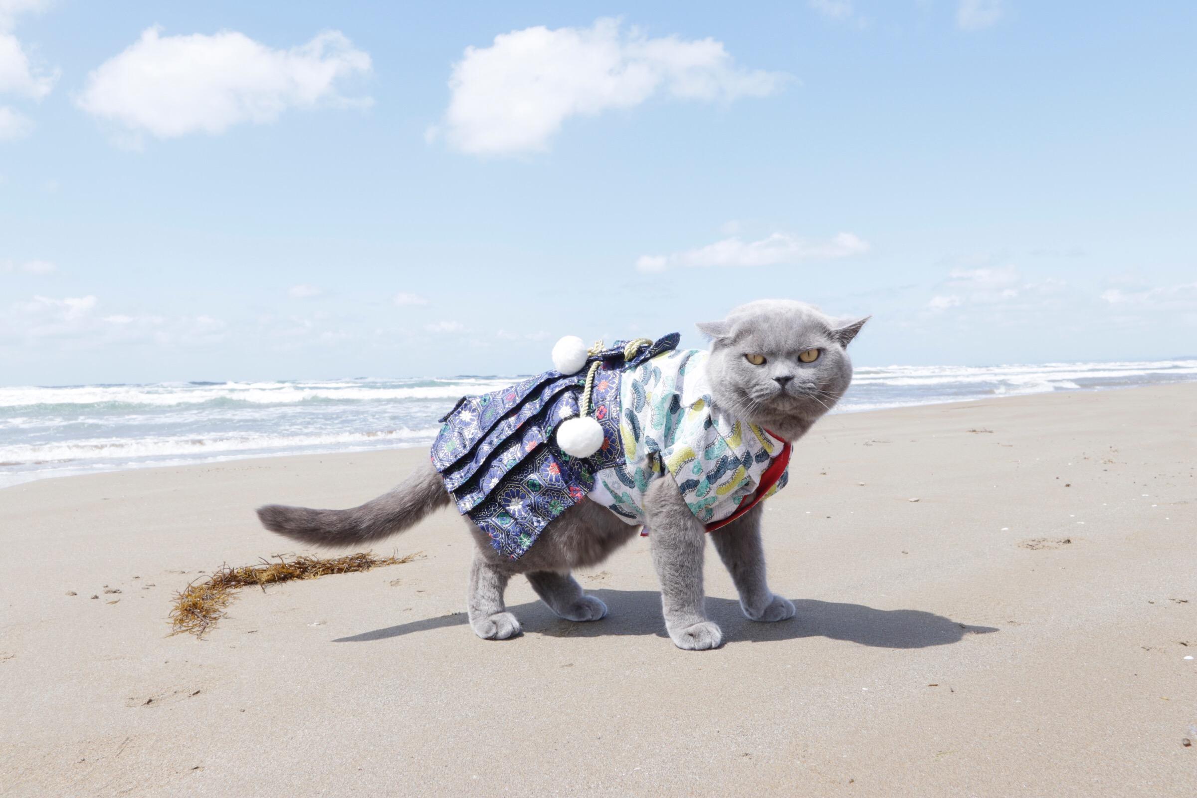 わんにゃんサイトの猫の写真