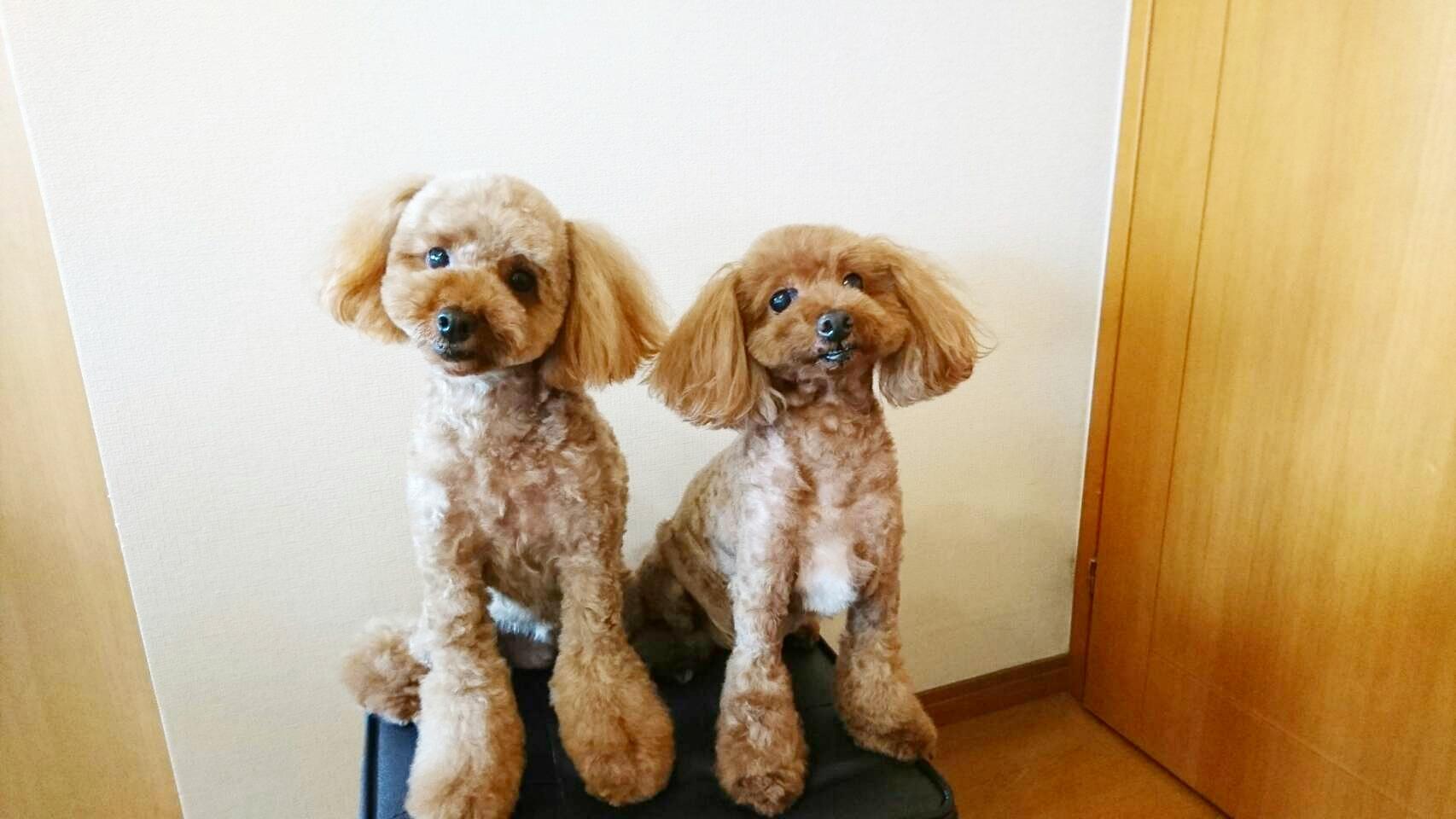 わんにゃんサイトの犬の写真