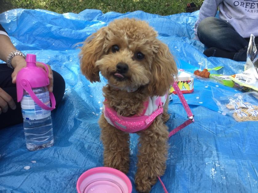 わんにゃんサイトの犬の写真