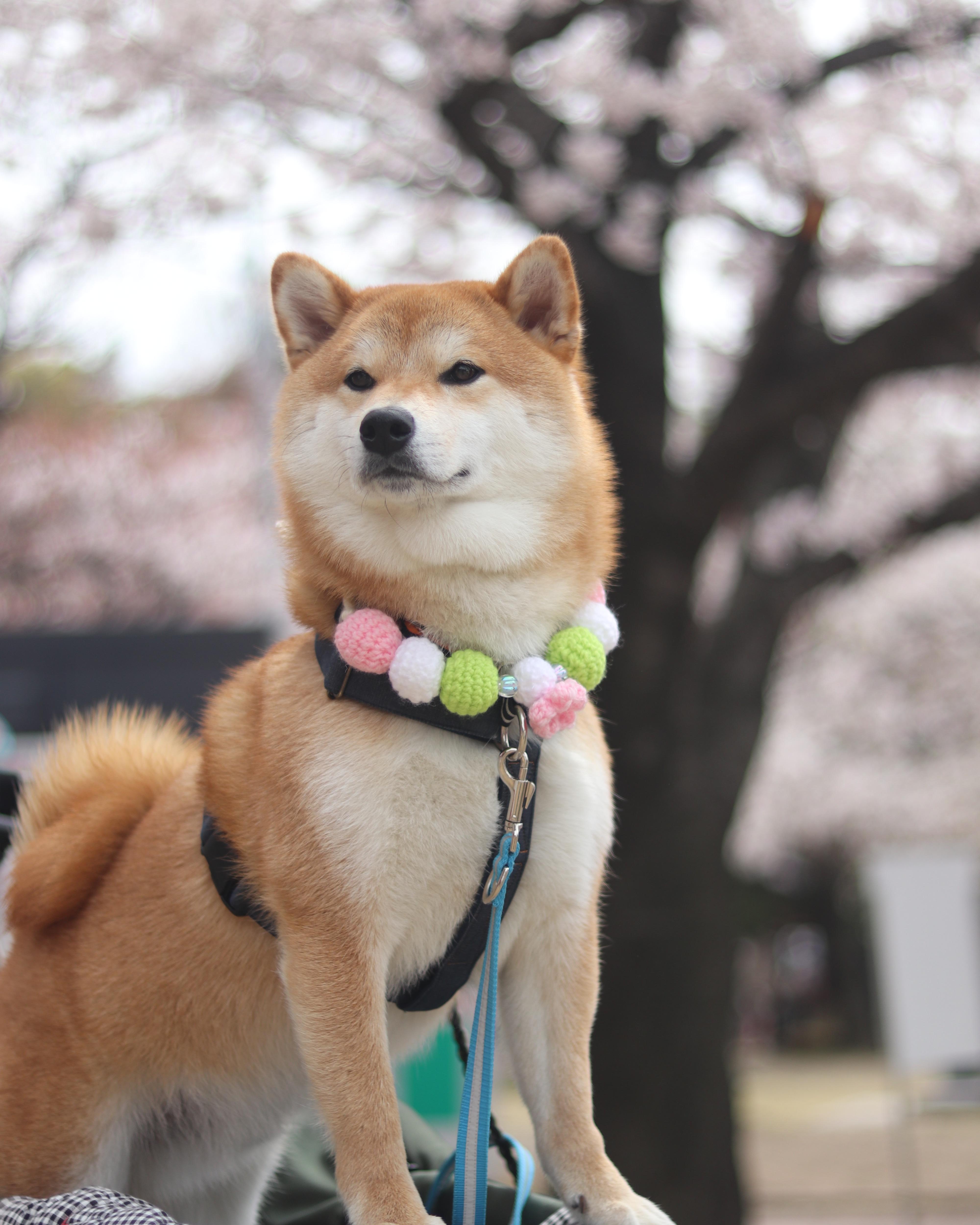 わんにゃんサイトの犬の写真