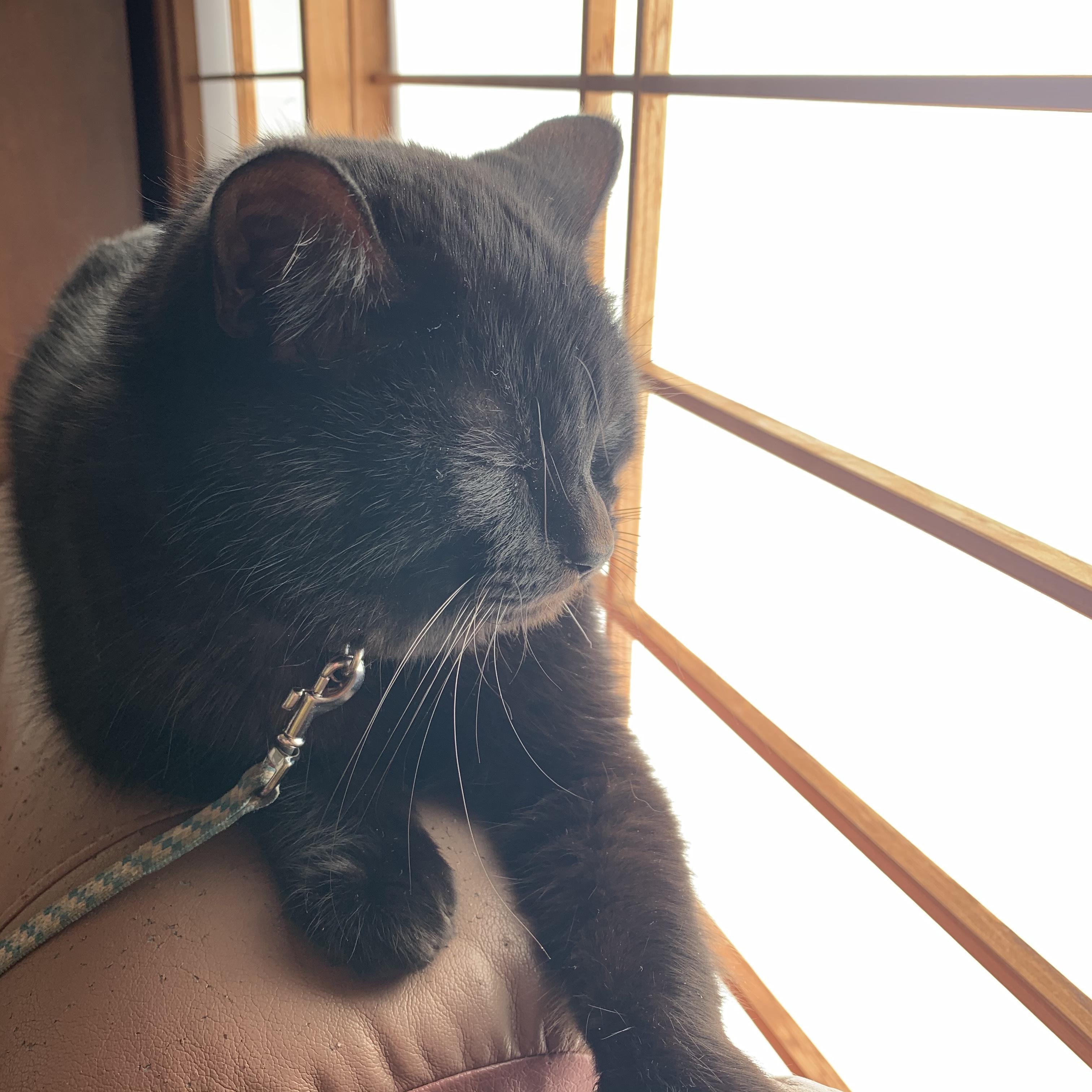 わんにゃんサイトの猫の写真