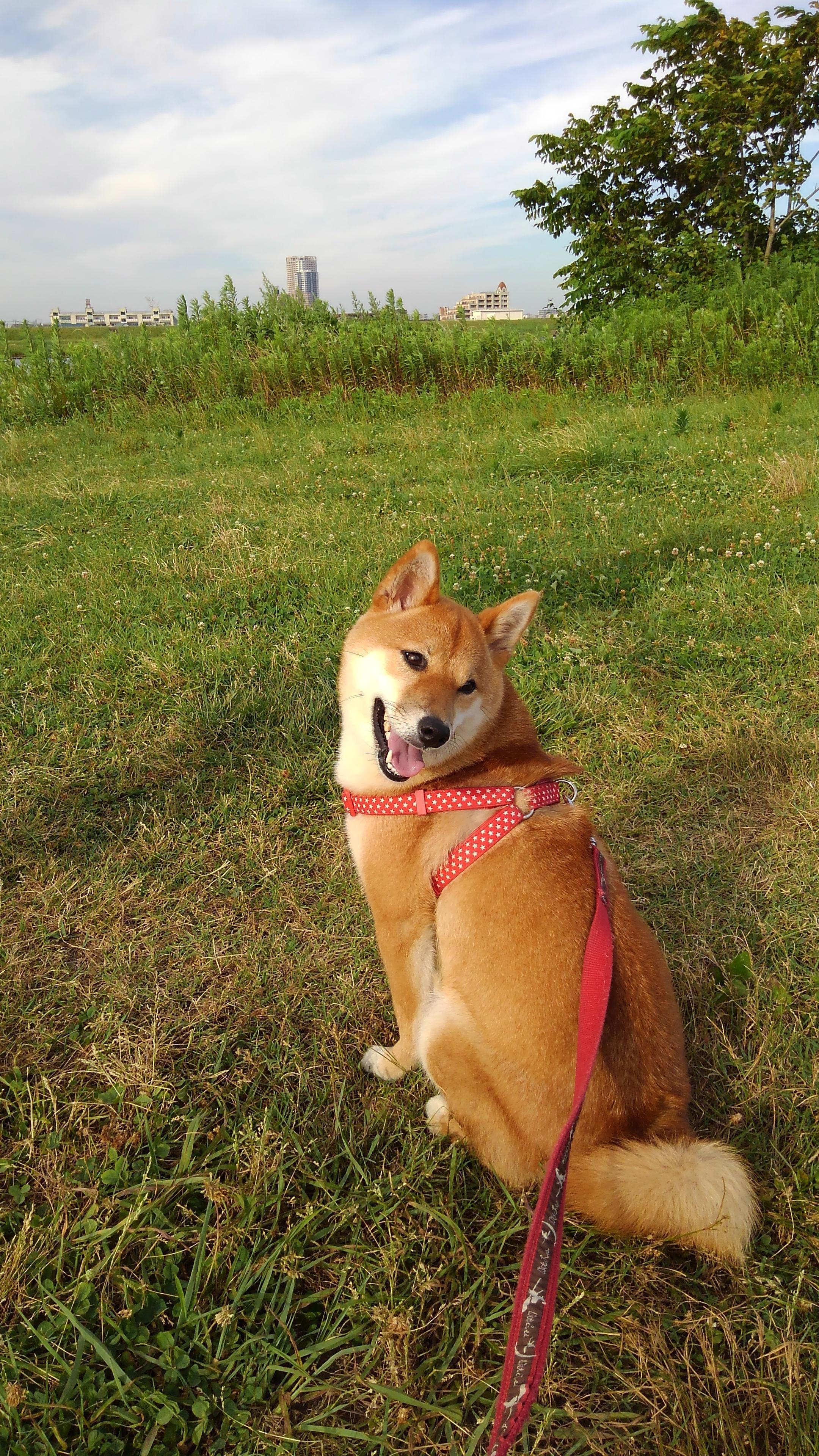 わんにゃんサイトの犬の写真