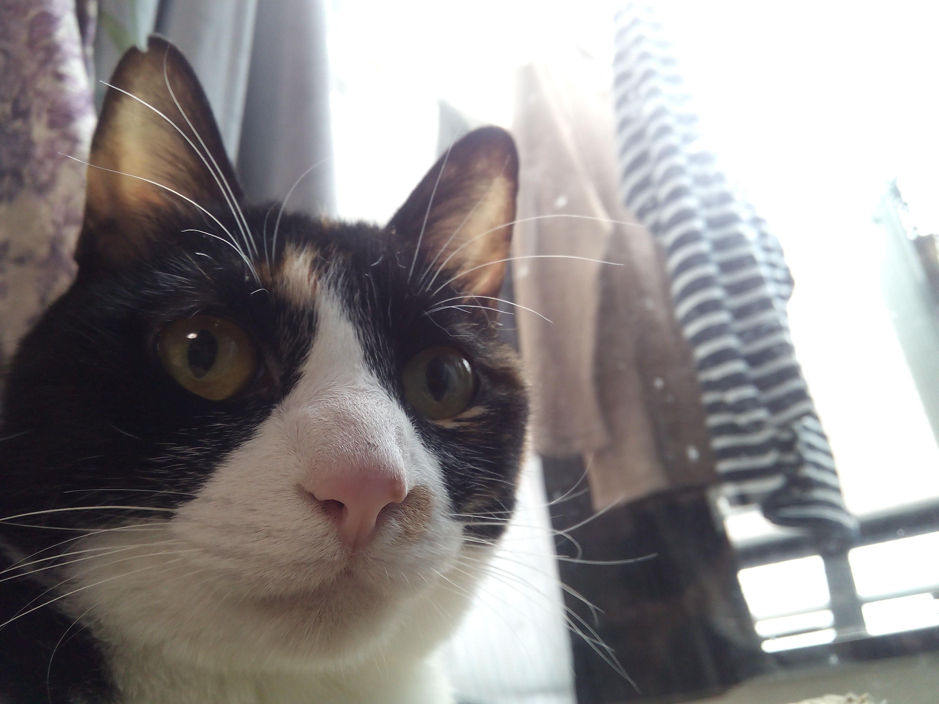 わんにゃんサイトの猫の写真