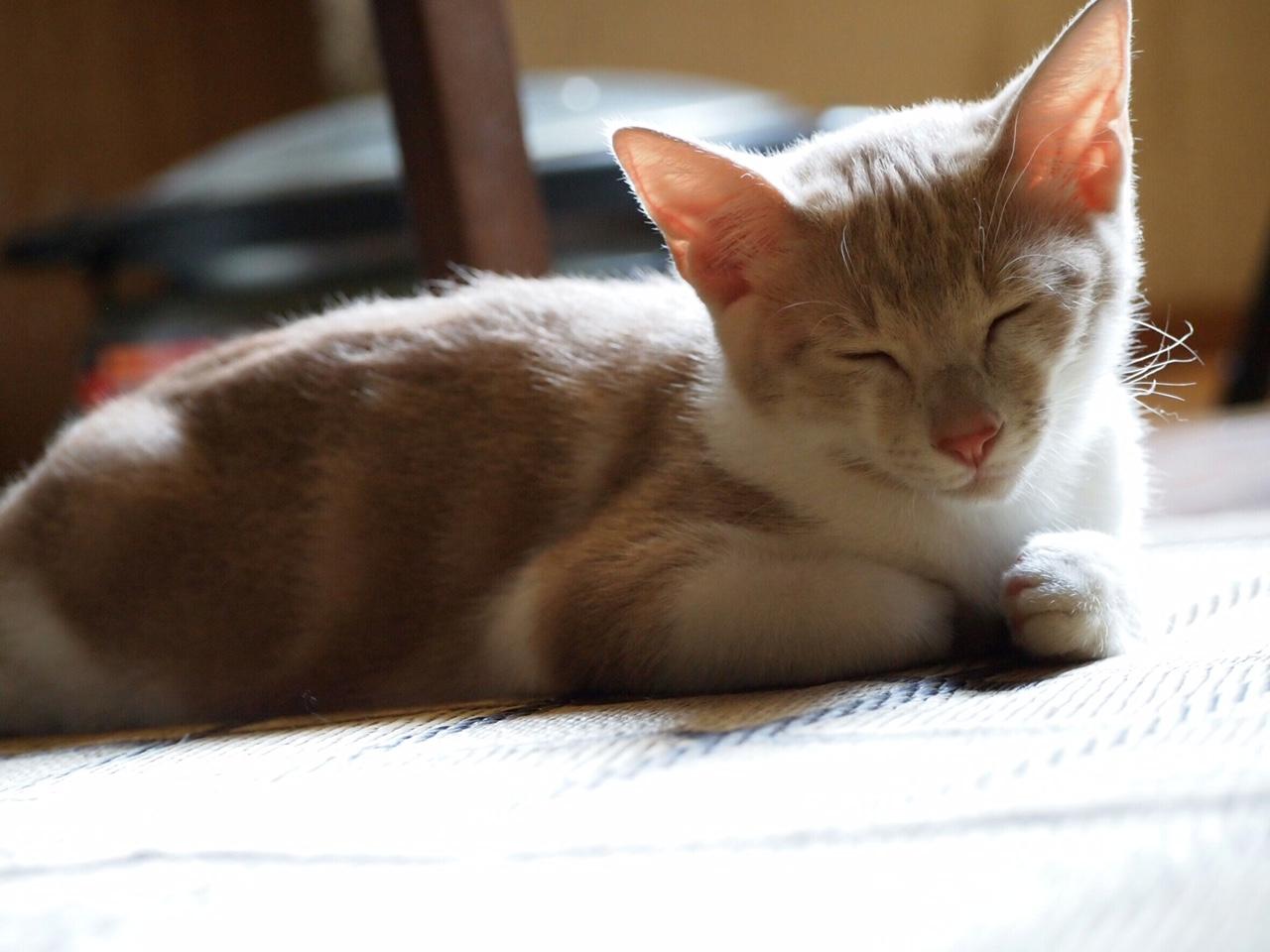 わんにゃんサイトの猫の写真