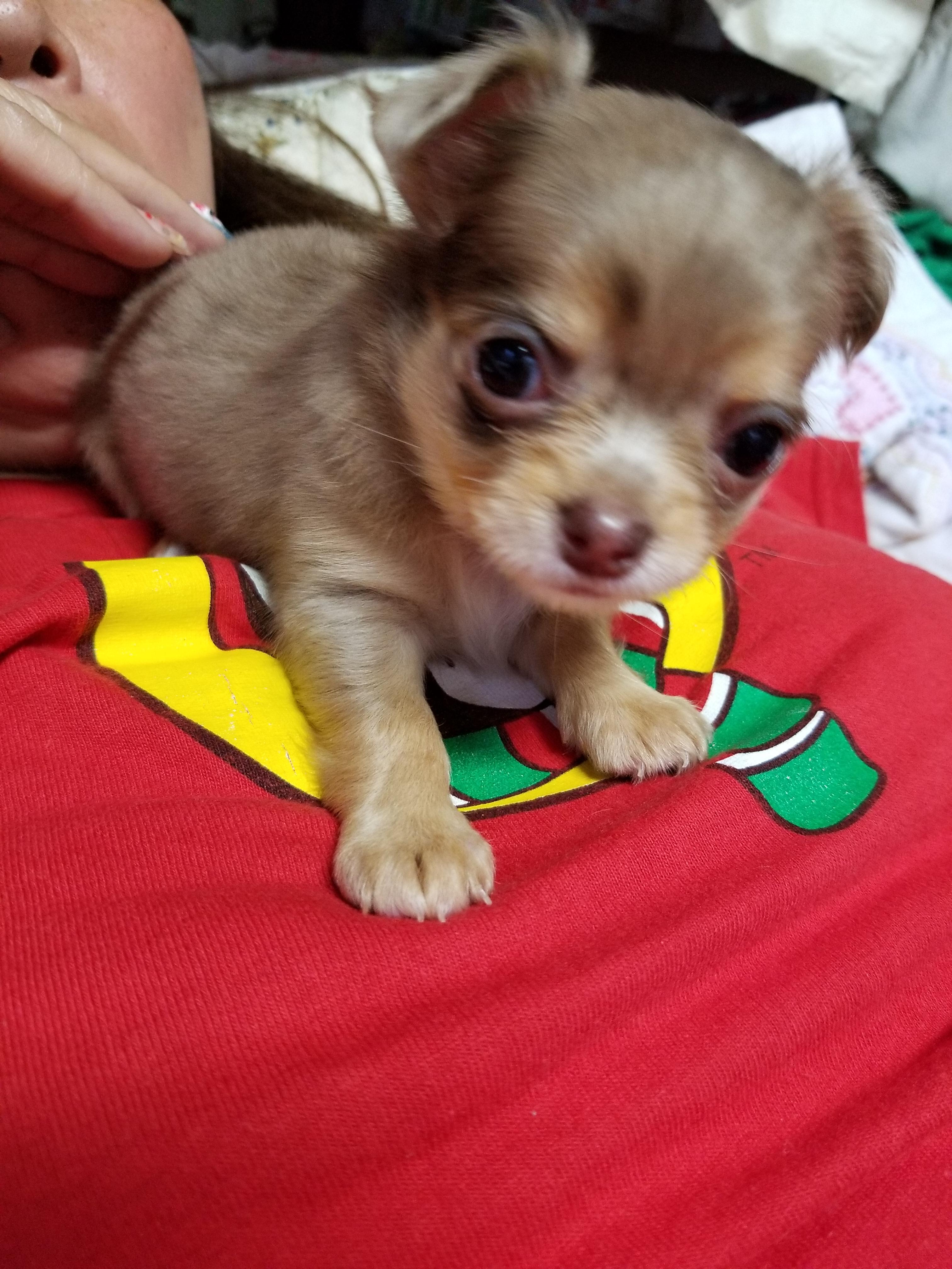 わんにゃんサイトの犬の写真