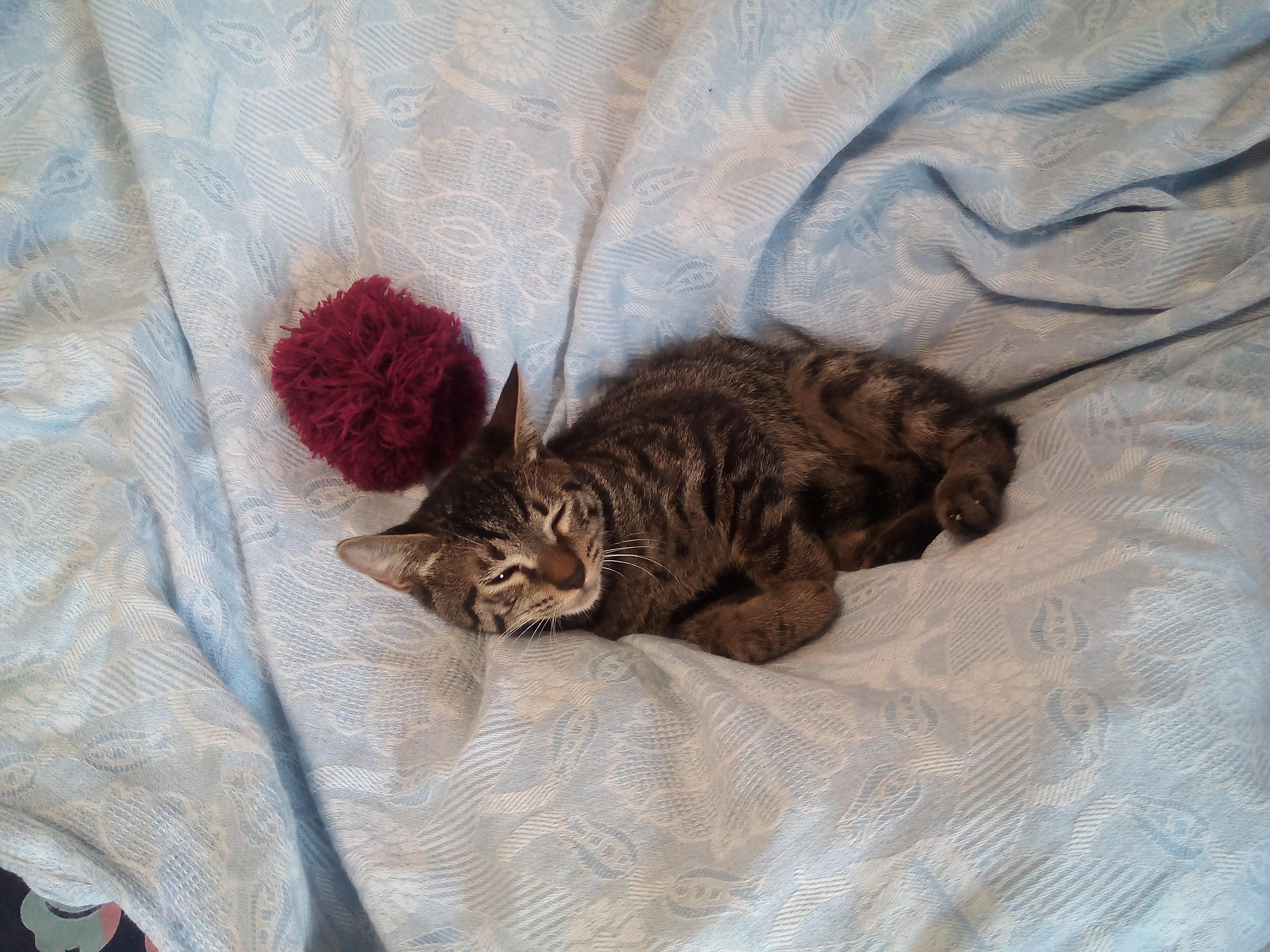 わんにゃんサイトの猫の写真