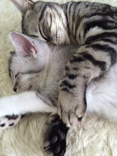 わんにゃんサイトの猫の写真