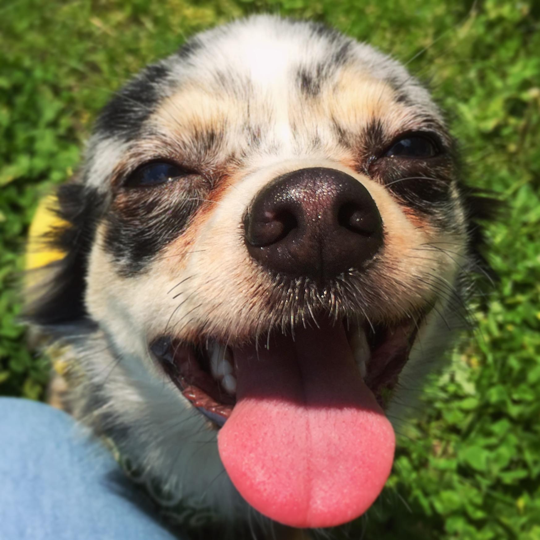 わんにゃんサイトの犬の写真