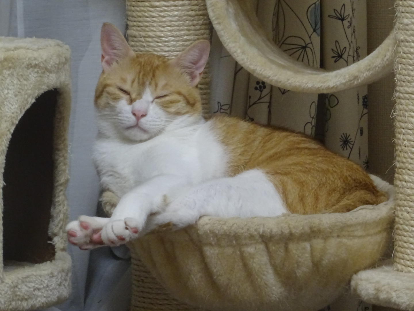 わんにゃんサイトの猫の写真