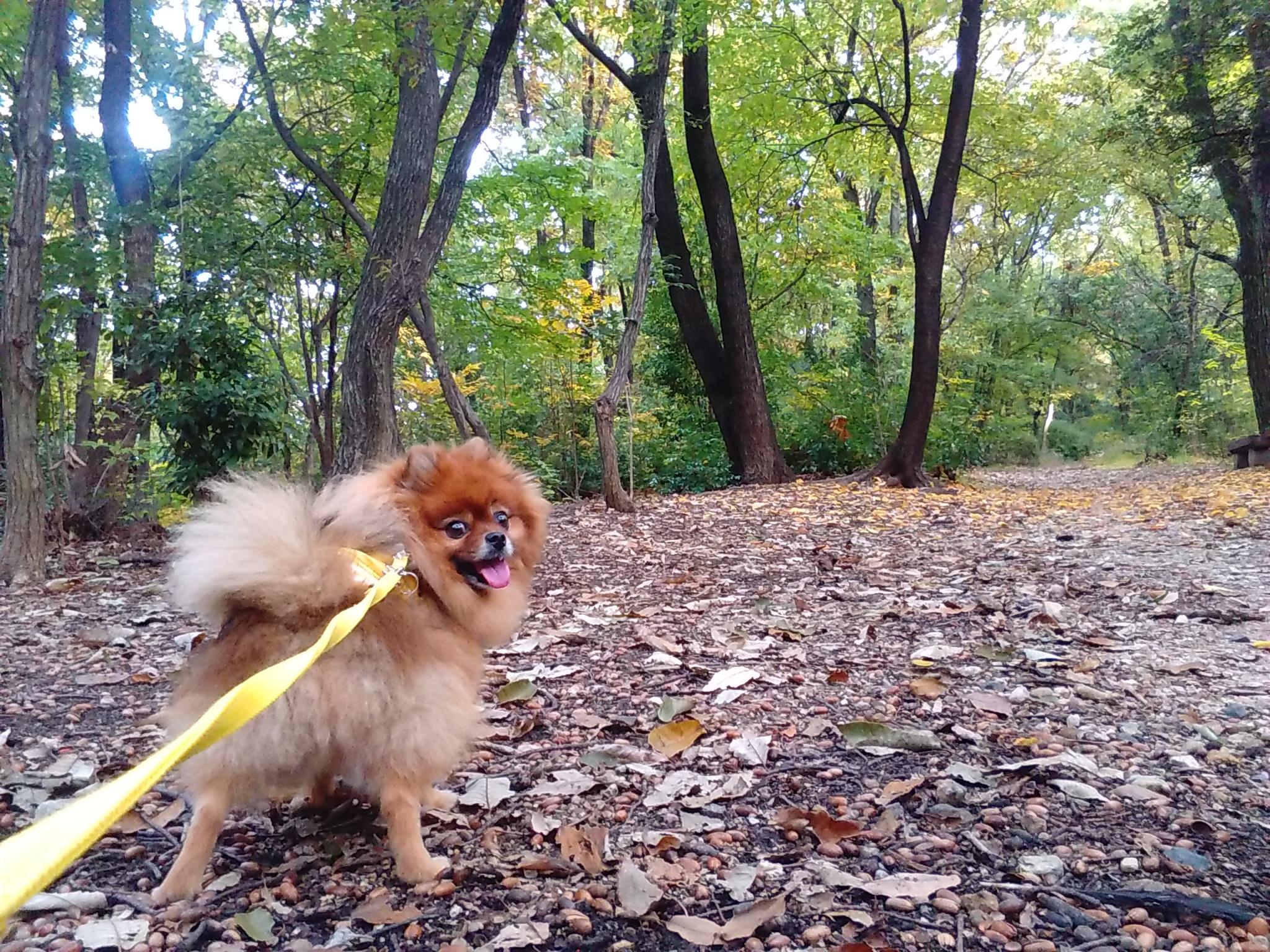 わんにゃんサイトの犬の写真