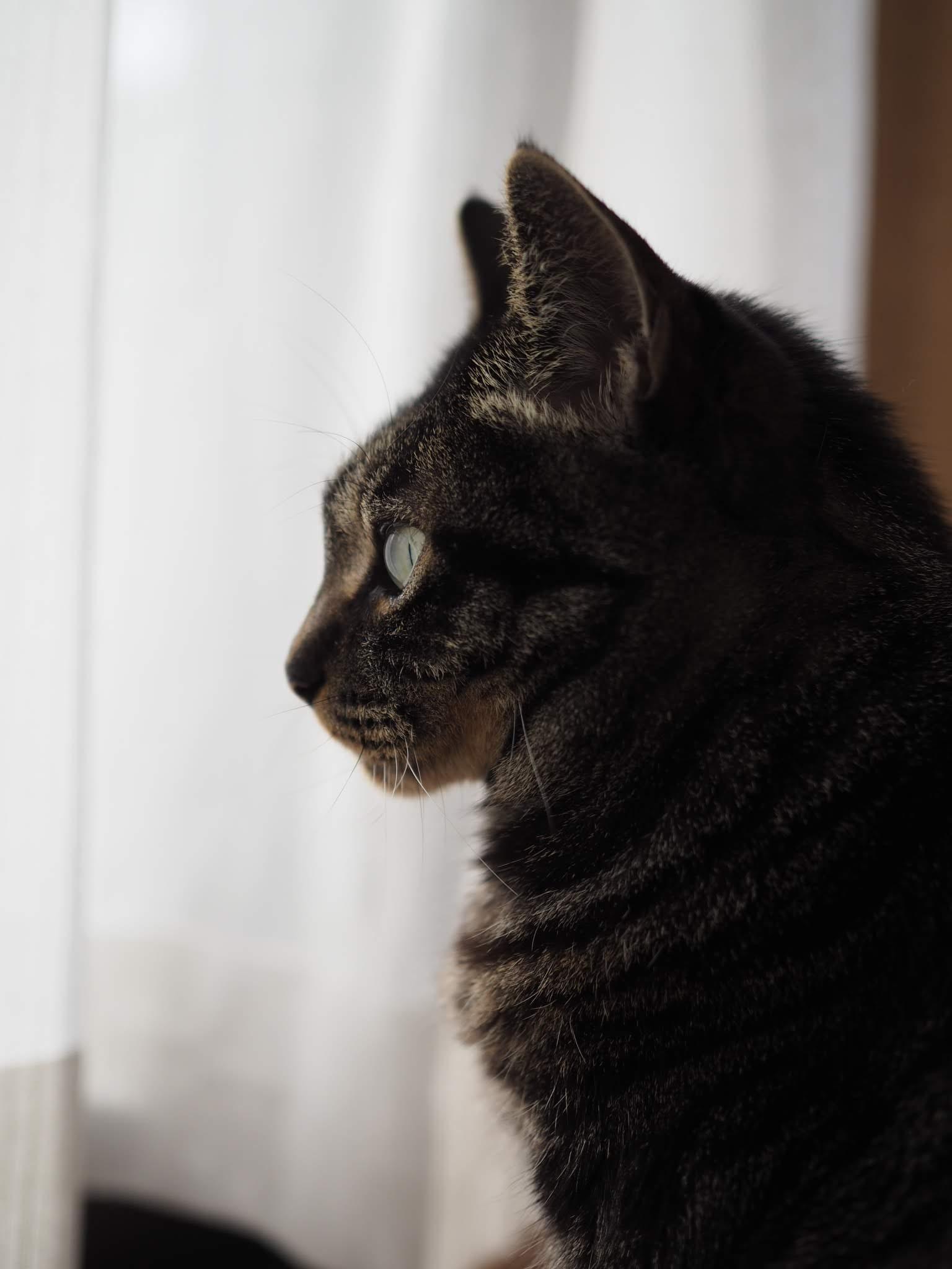 わんにゃんサイトの猫の写真