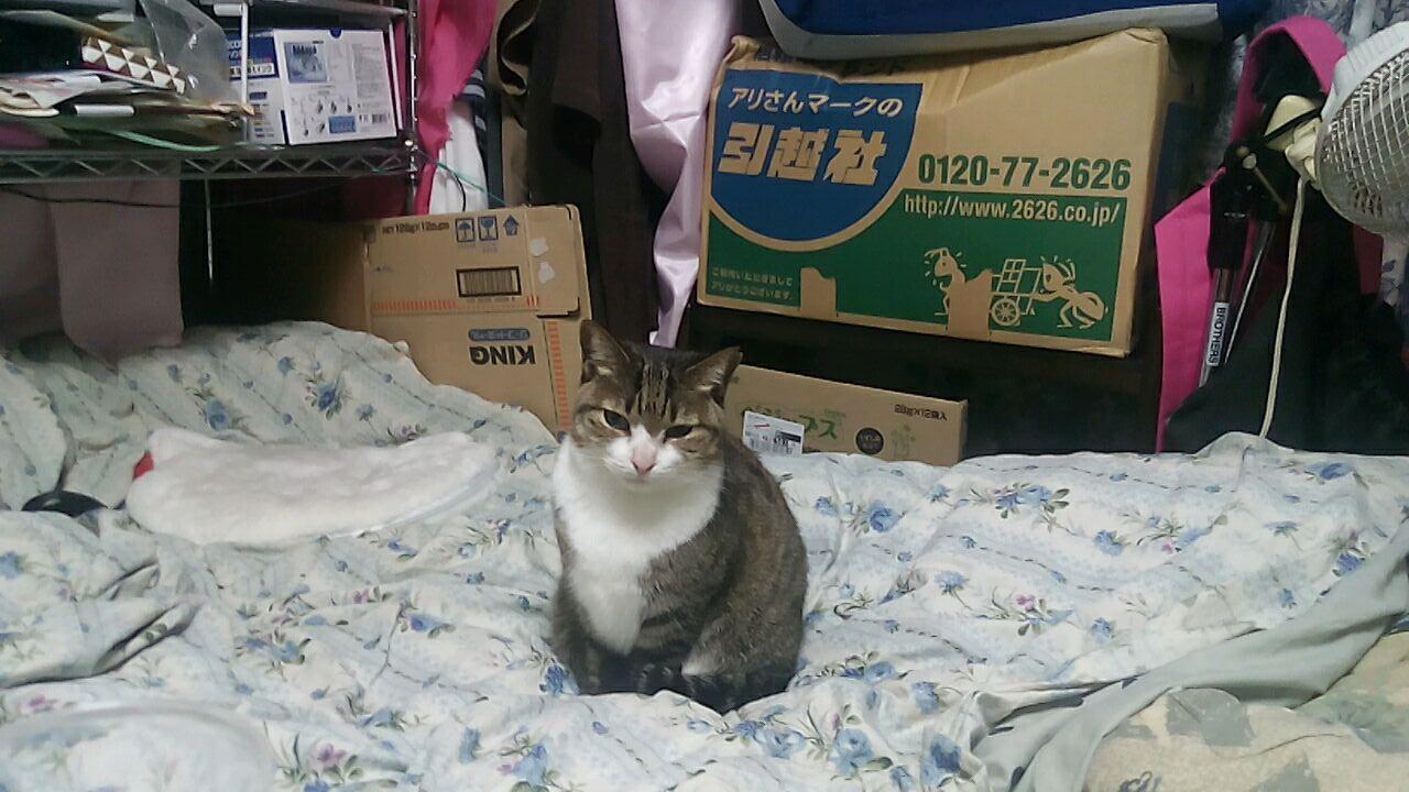 わんにゃんサイトの猫の写真
