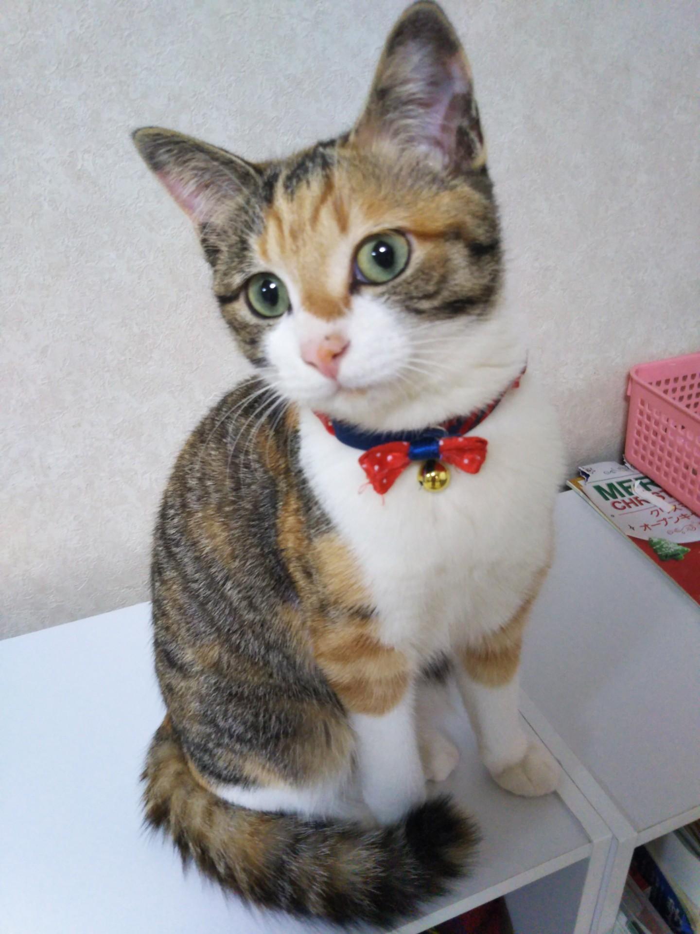 わんにゃんサイトの猫の写真