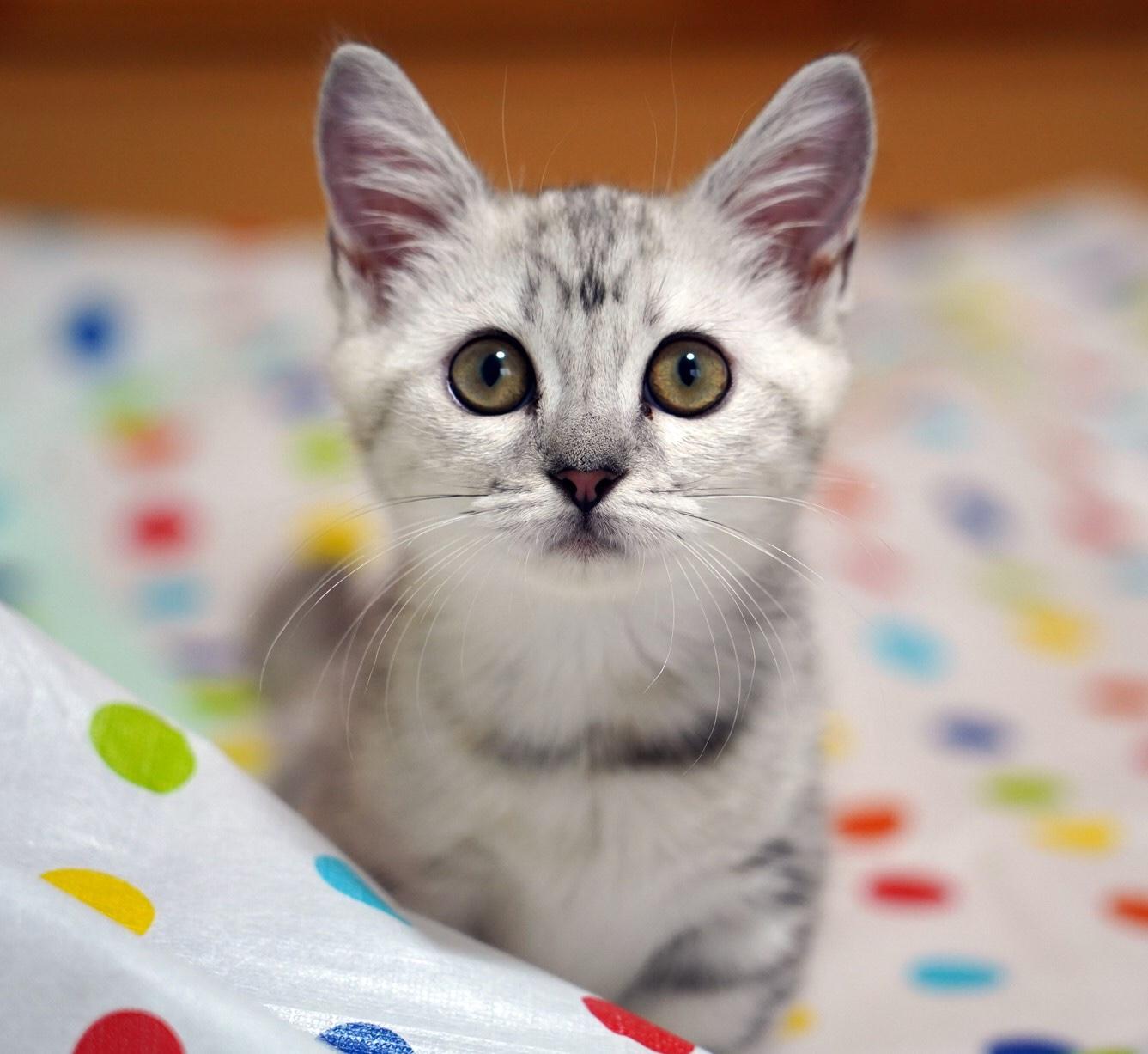 わんにゃんサイトの猫の写真