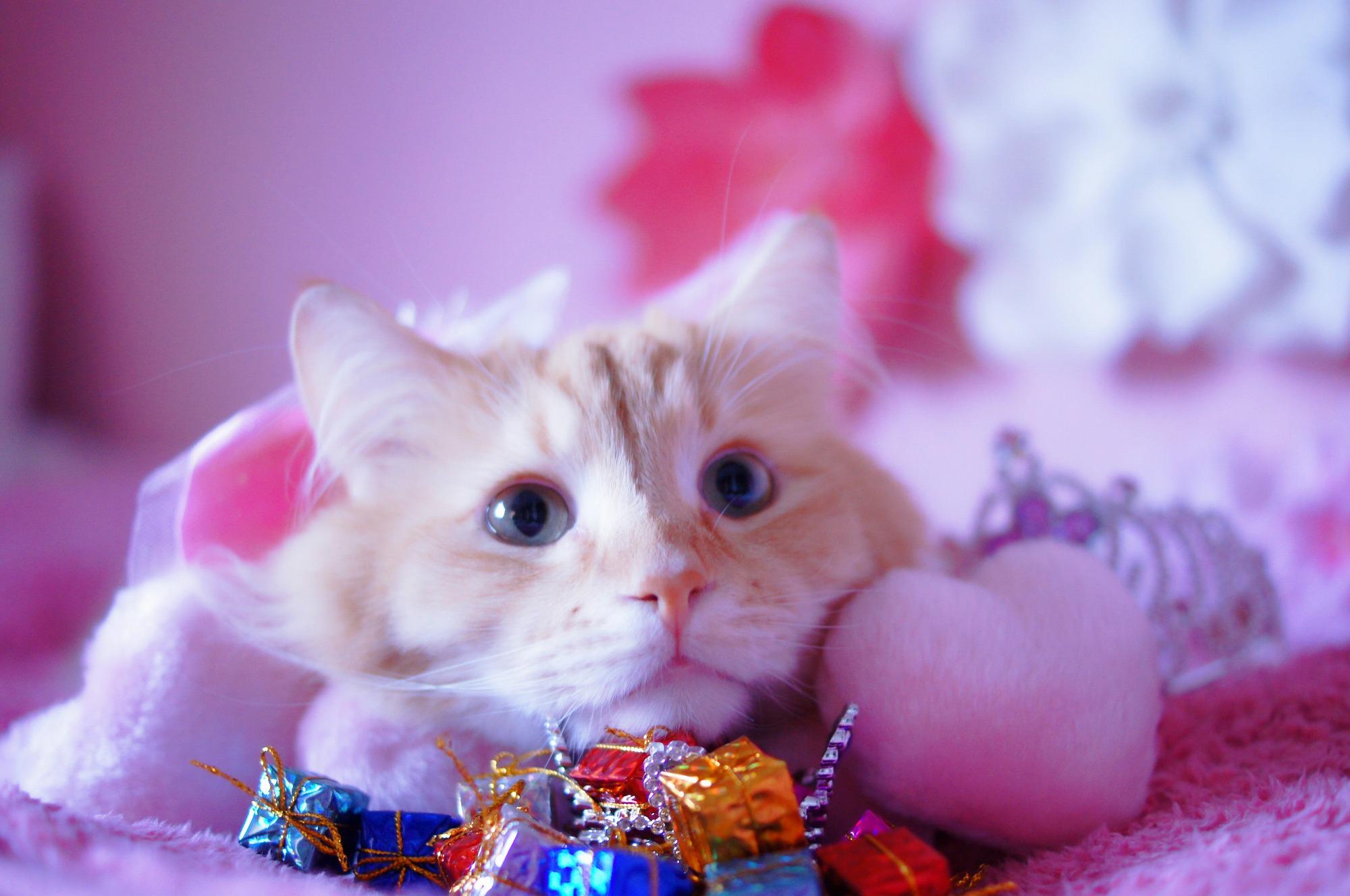 わんにゃんサイトの猫の写真