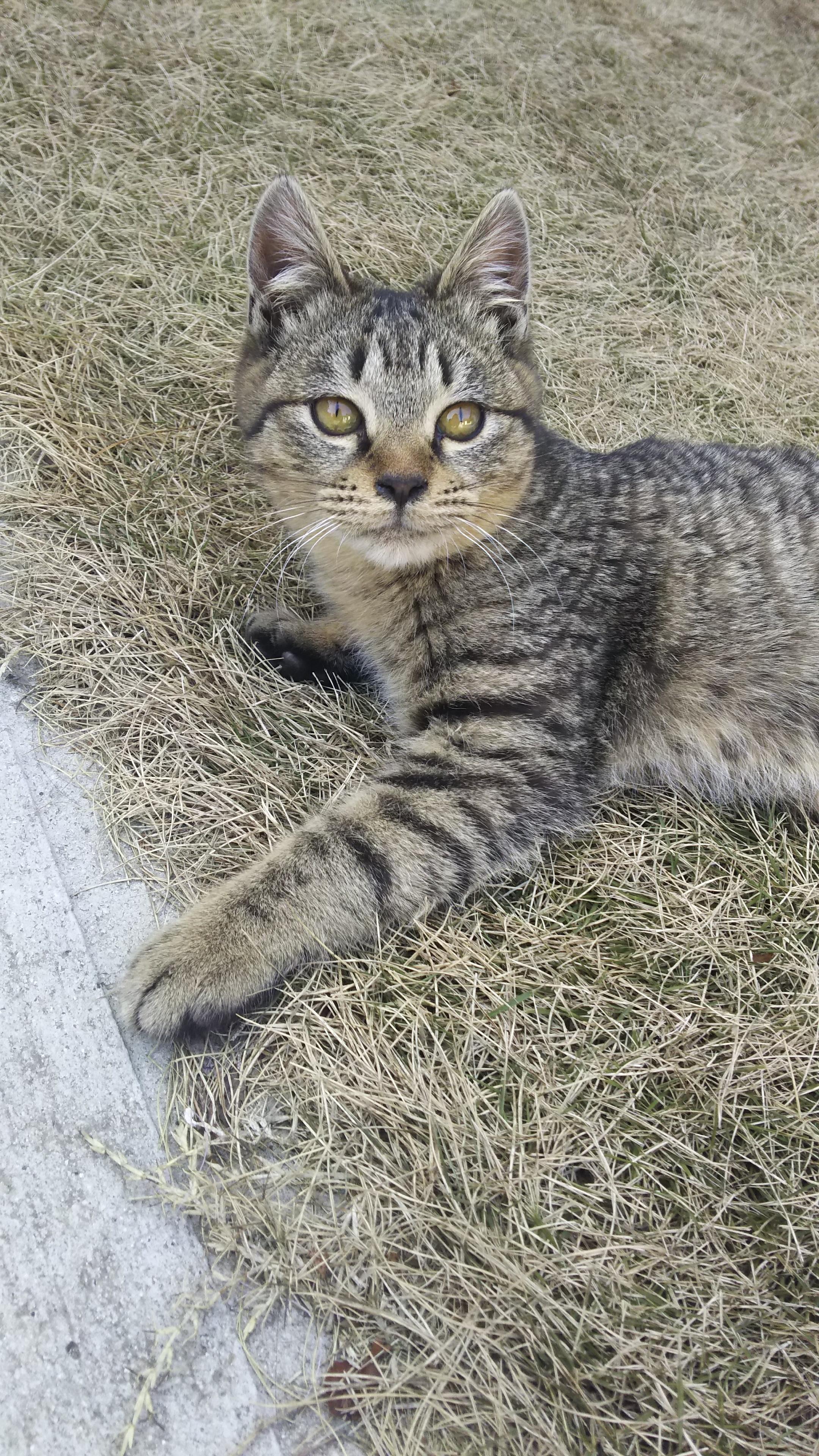 わんにゃんサイトの猫の写真