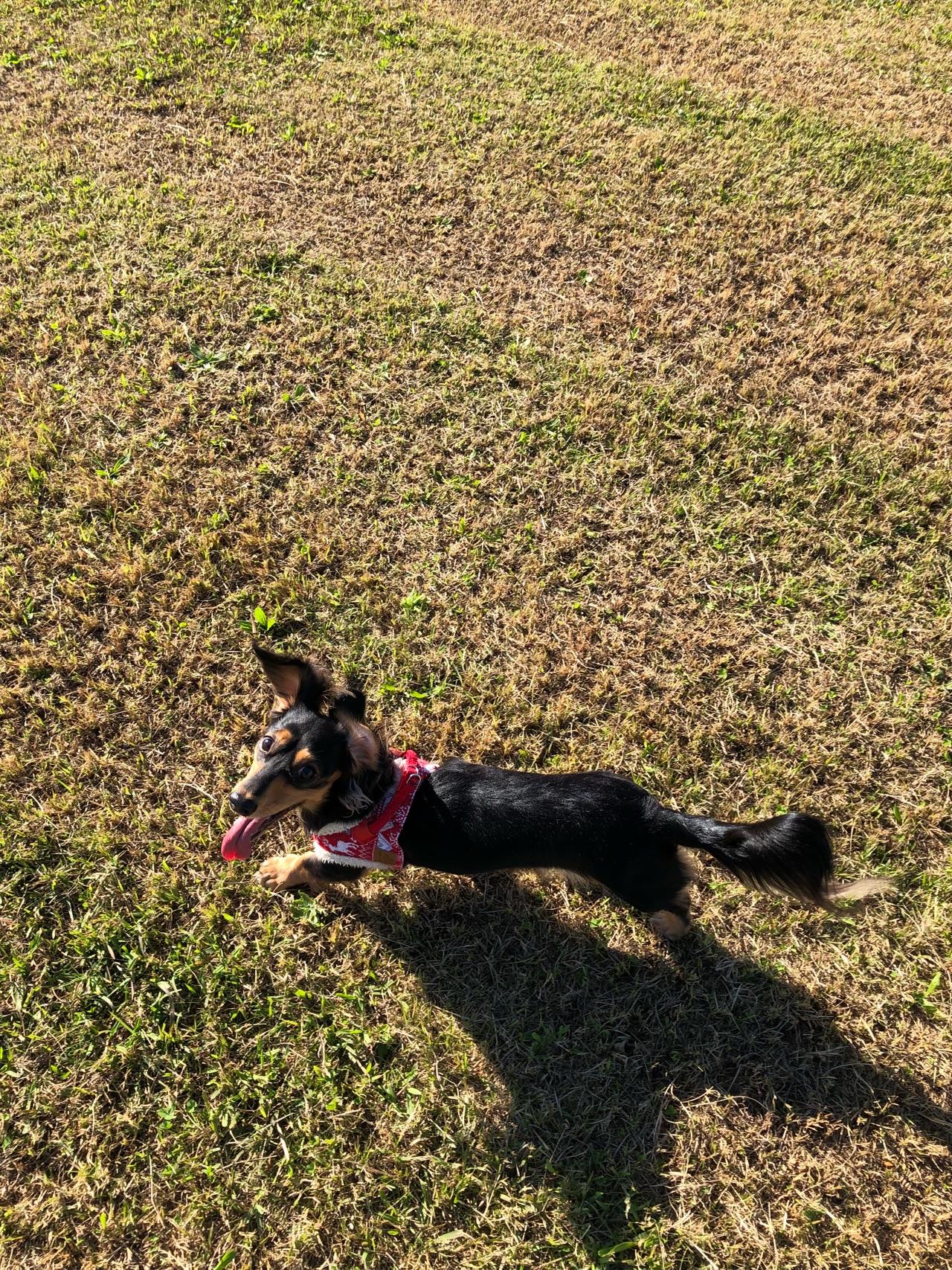 わんにゃんサイトの犬の写真