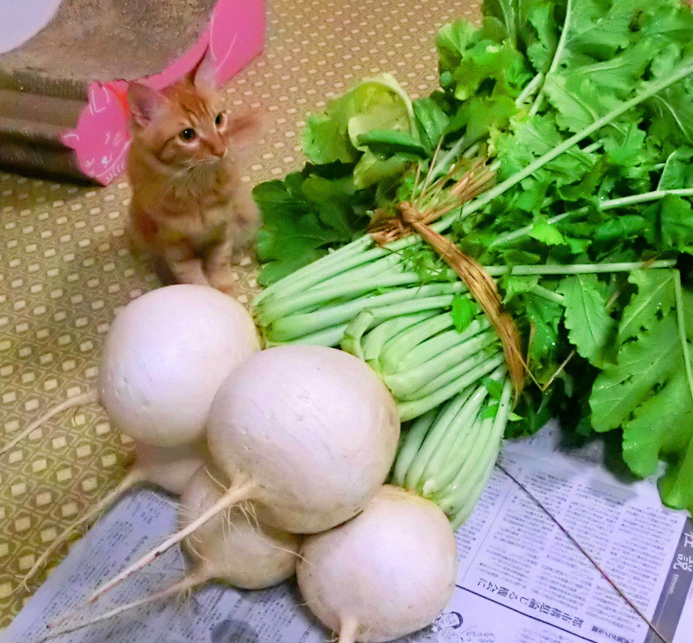 わんにゃんサイトの猫の写真