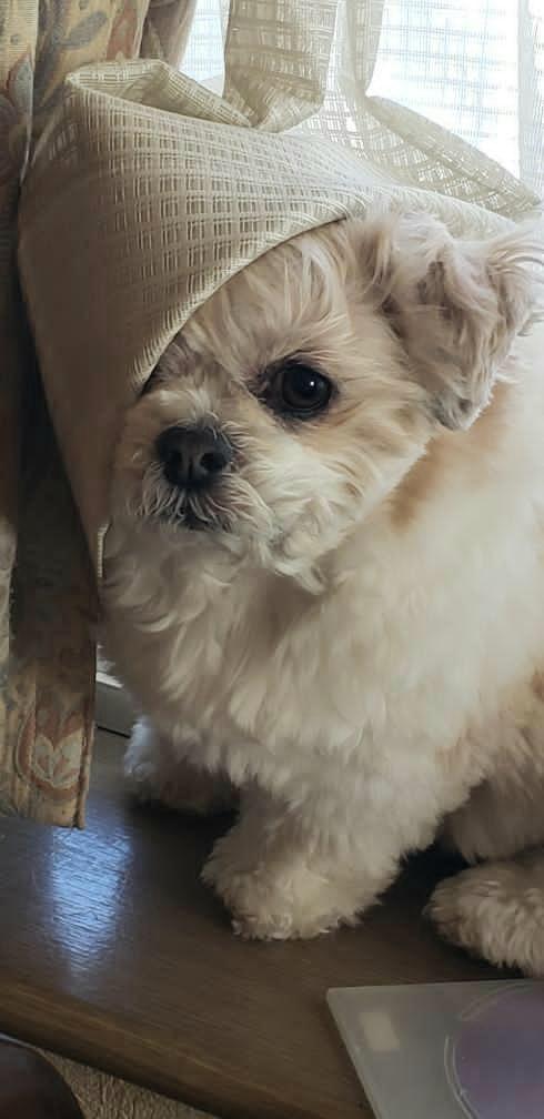 わんにゃんサイトの犬の写真