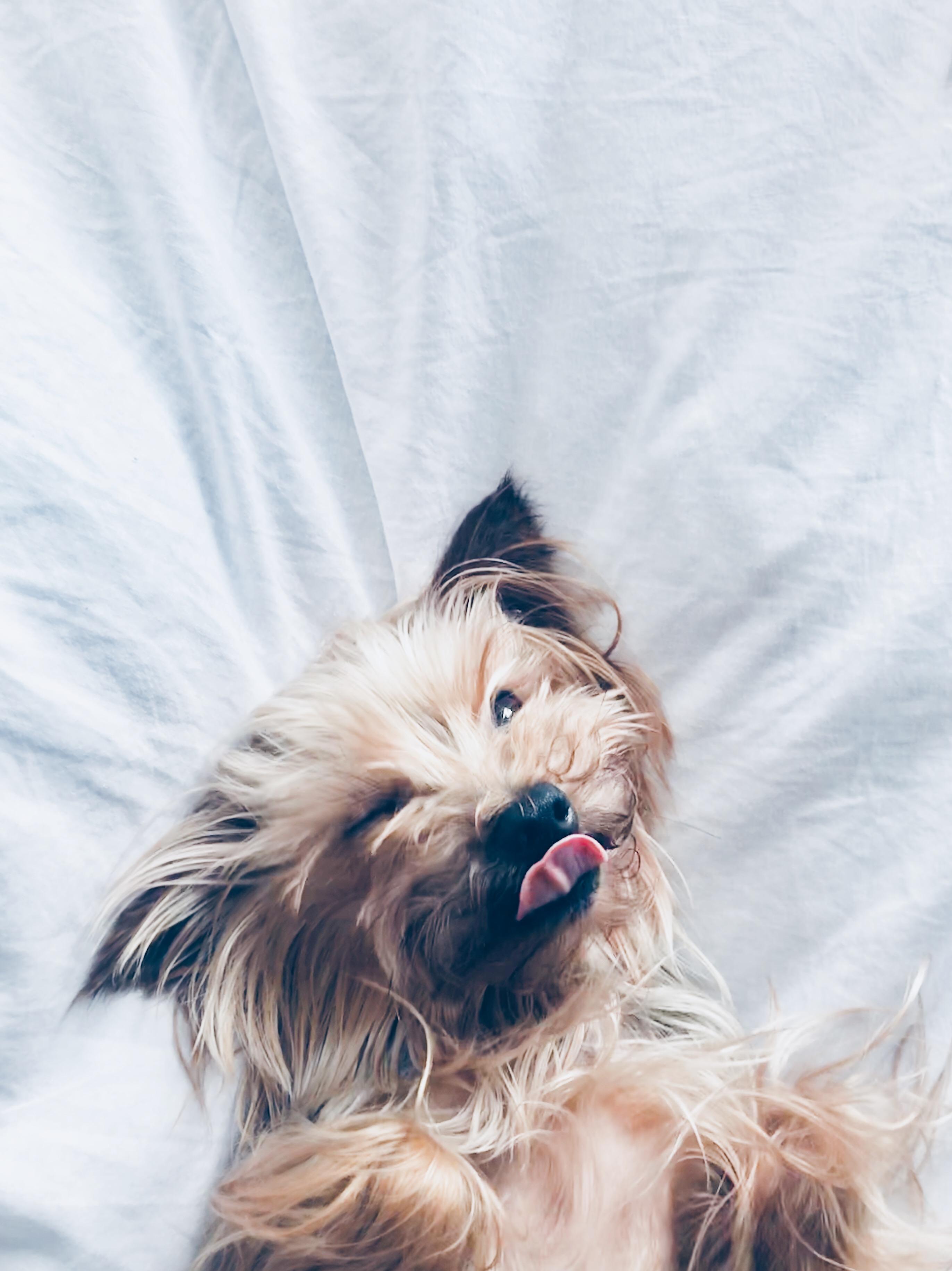 わんにゃんサイトの犬の写真