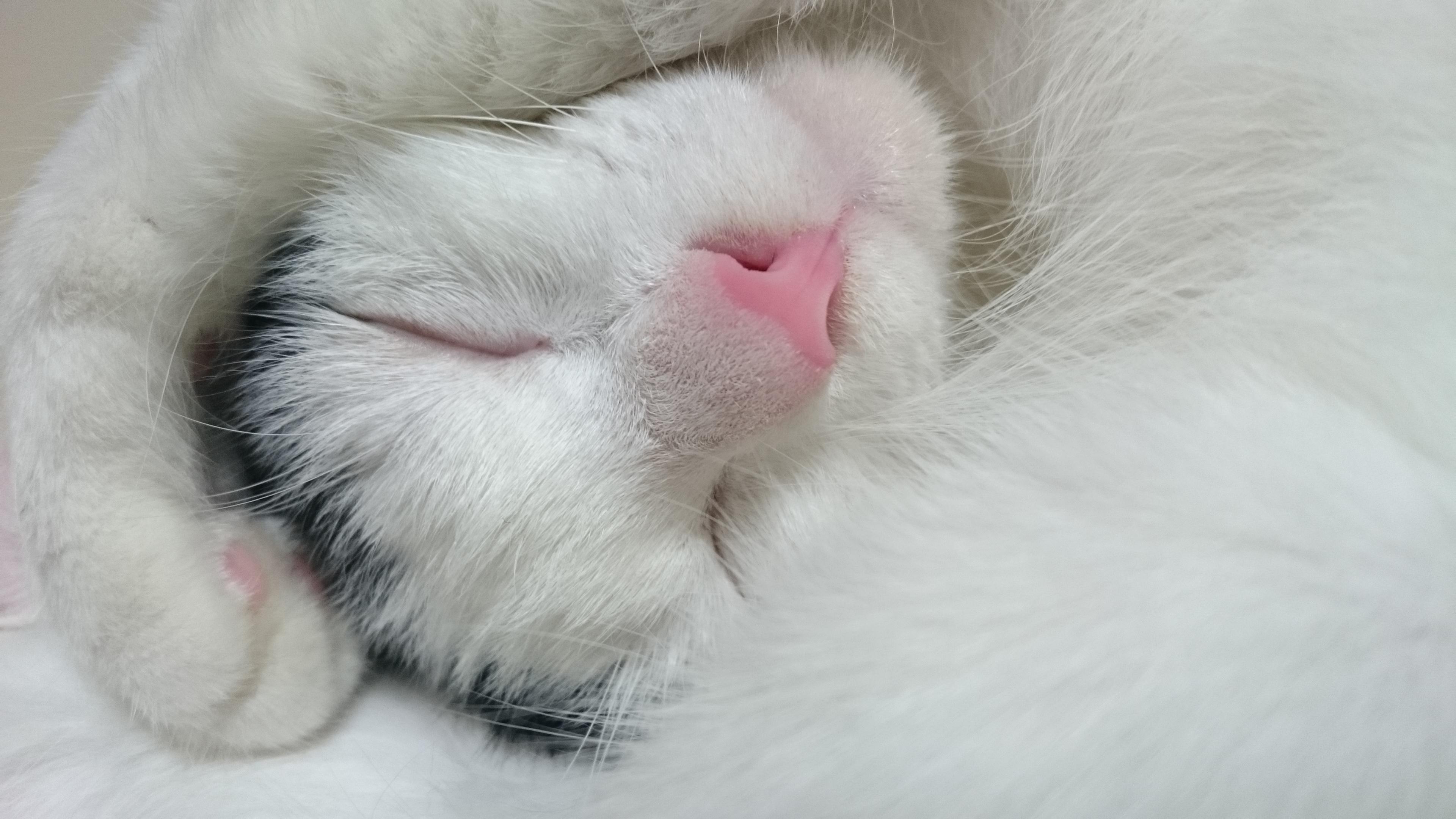 わんにゃんサイトの猫の写真