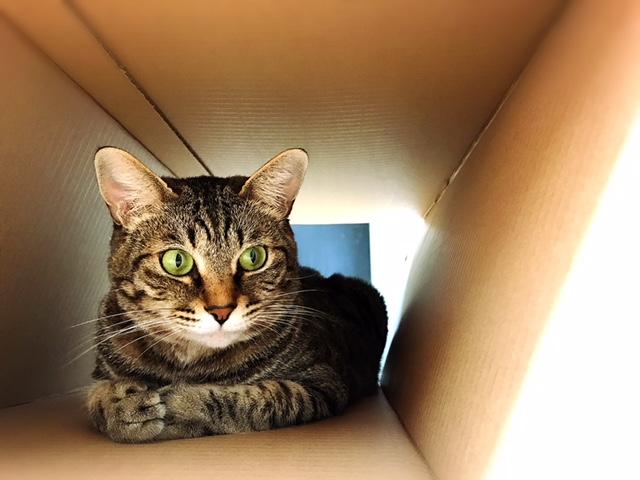 わんにゃんサイトの猫の写真