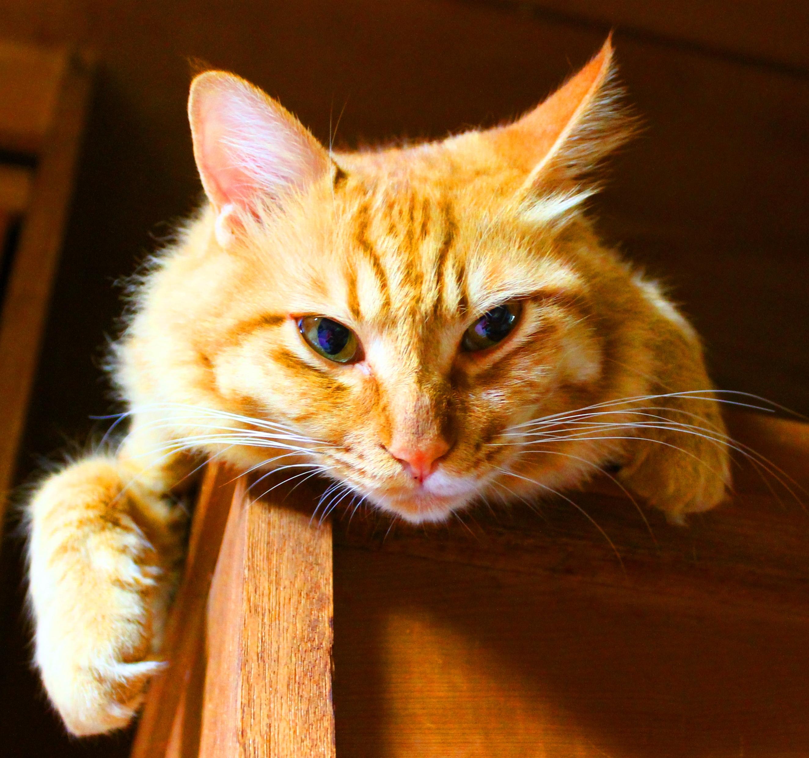 わんにゃんサイトの猫の写真