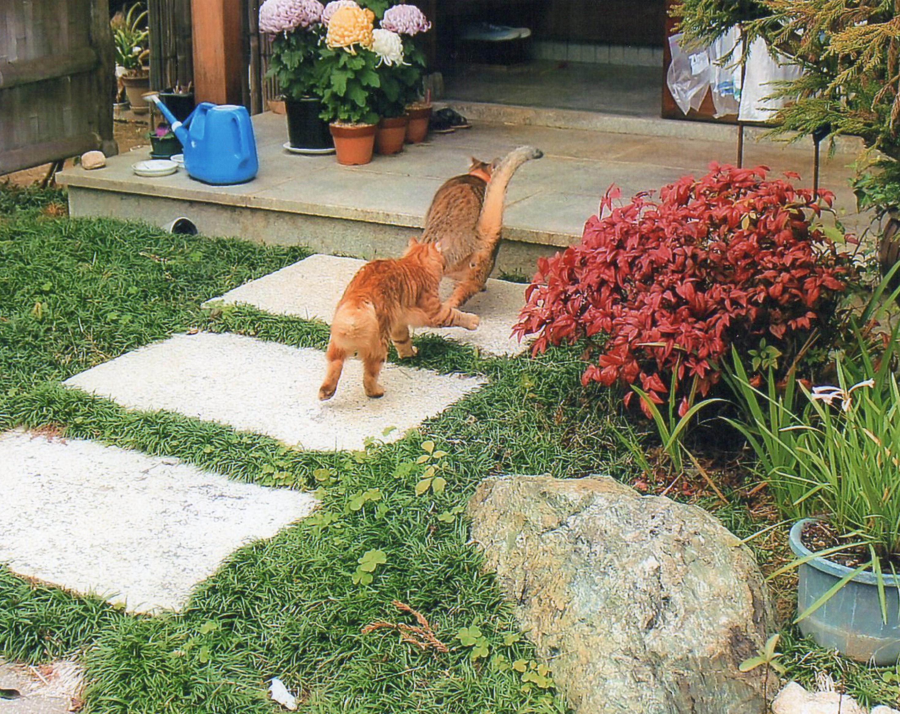 わんにゃんサイトの猫の写真