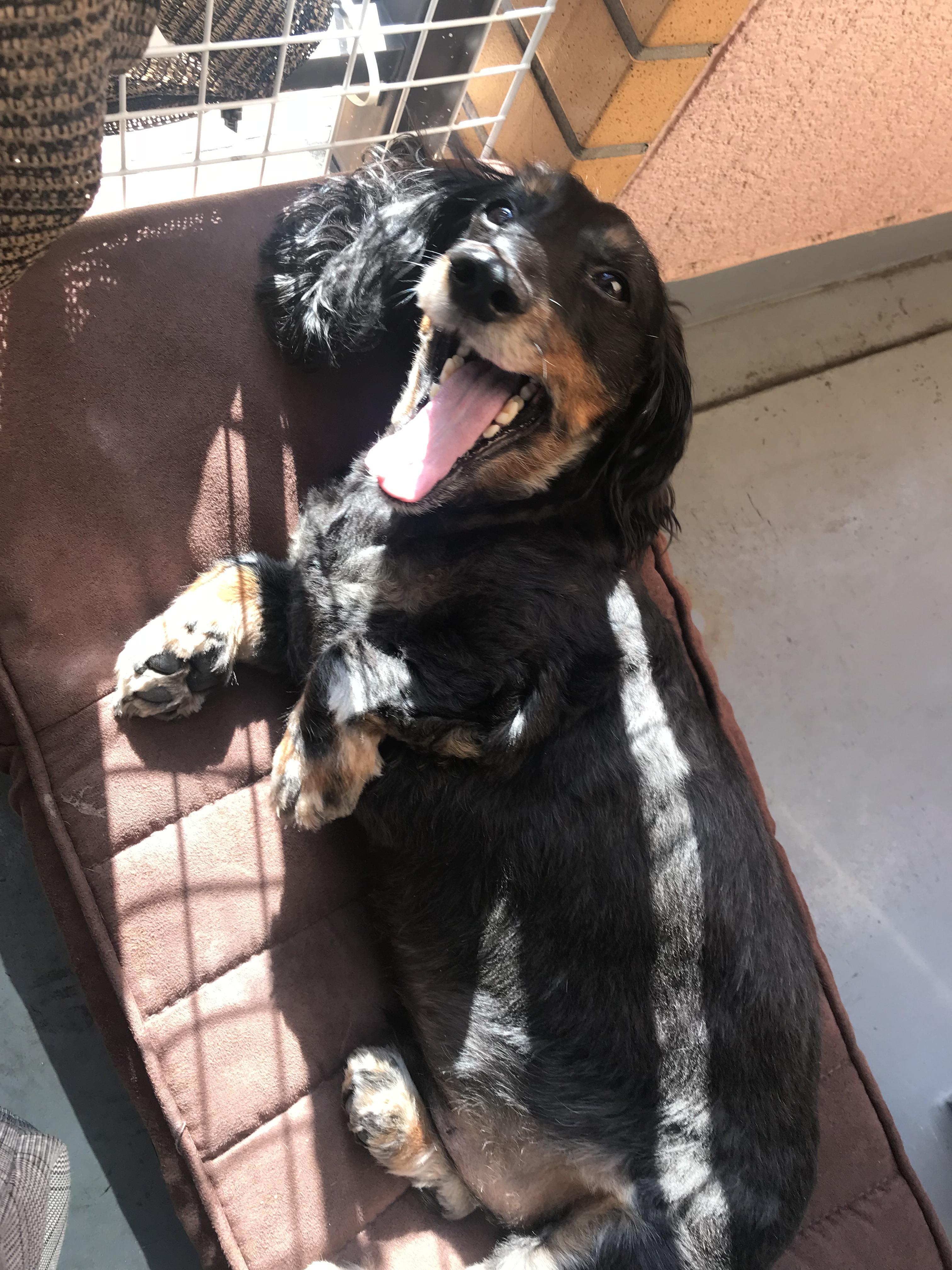 わんにゃんサイトの犬の写真