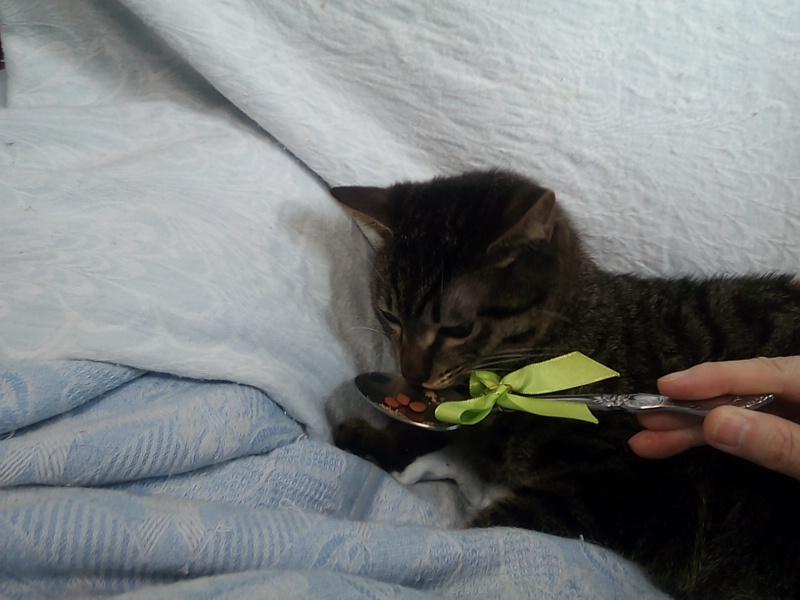 わんにゃんサイトの猫の写真