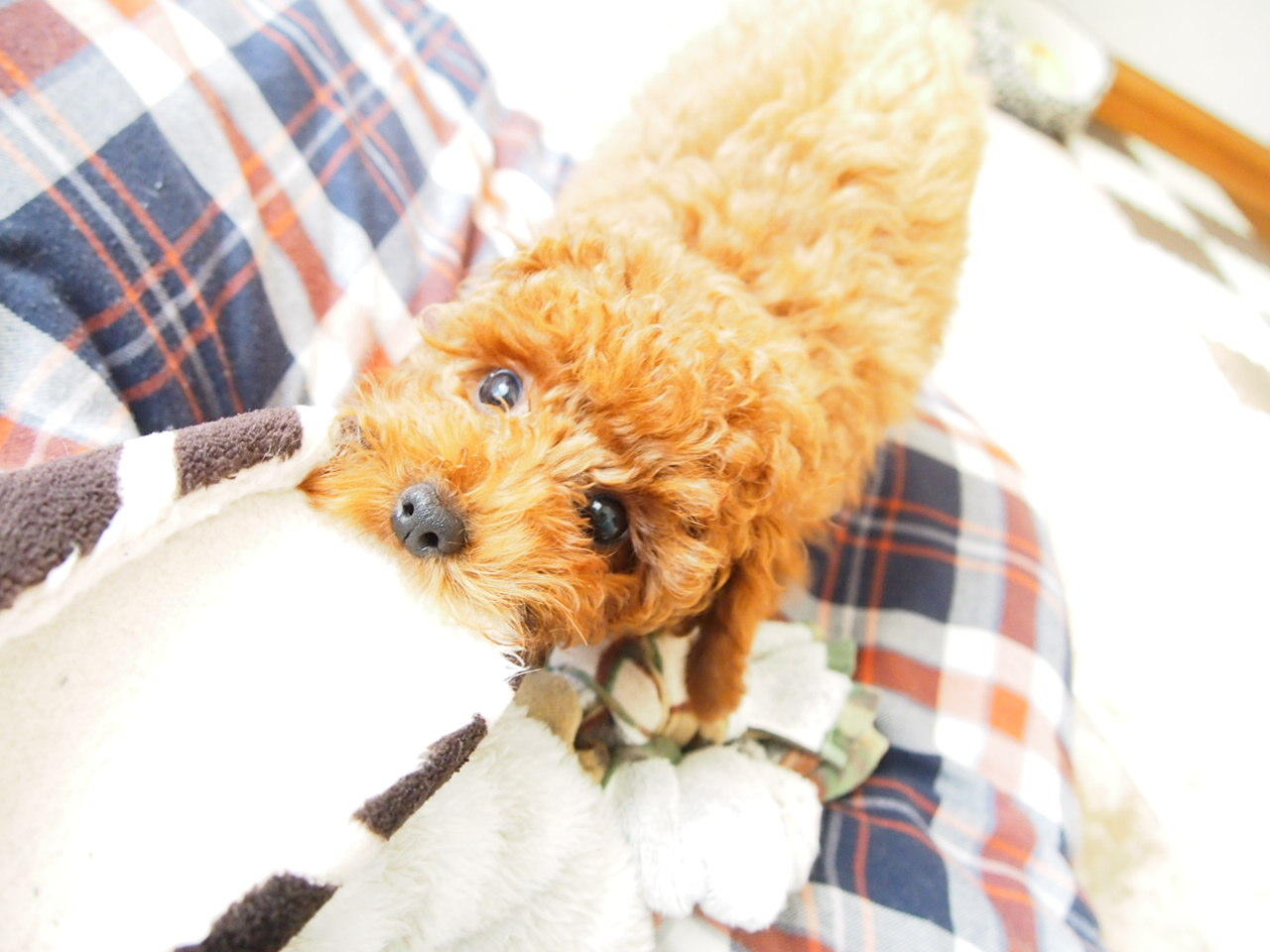 わんにゃんサイトの犬の写真