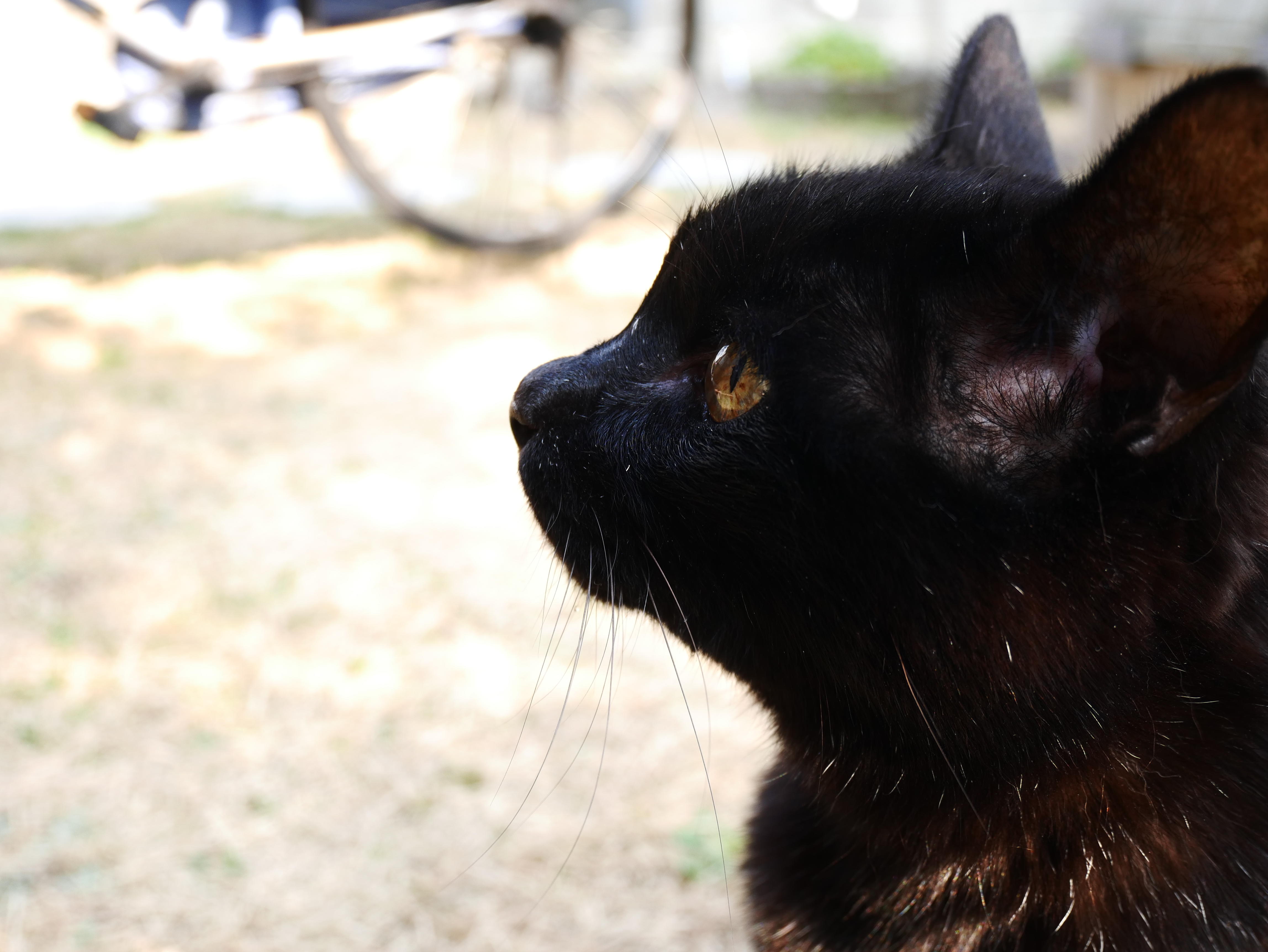 わんにゃんサイトの猫の写真