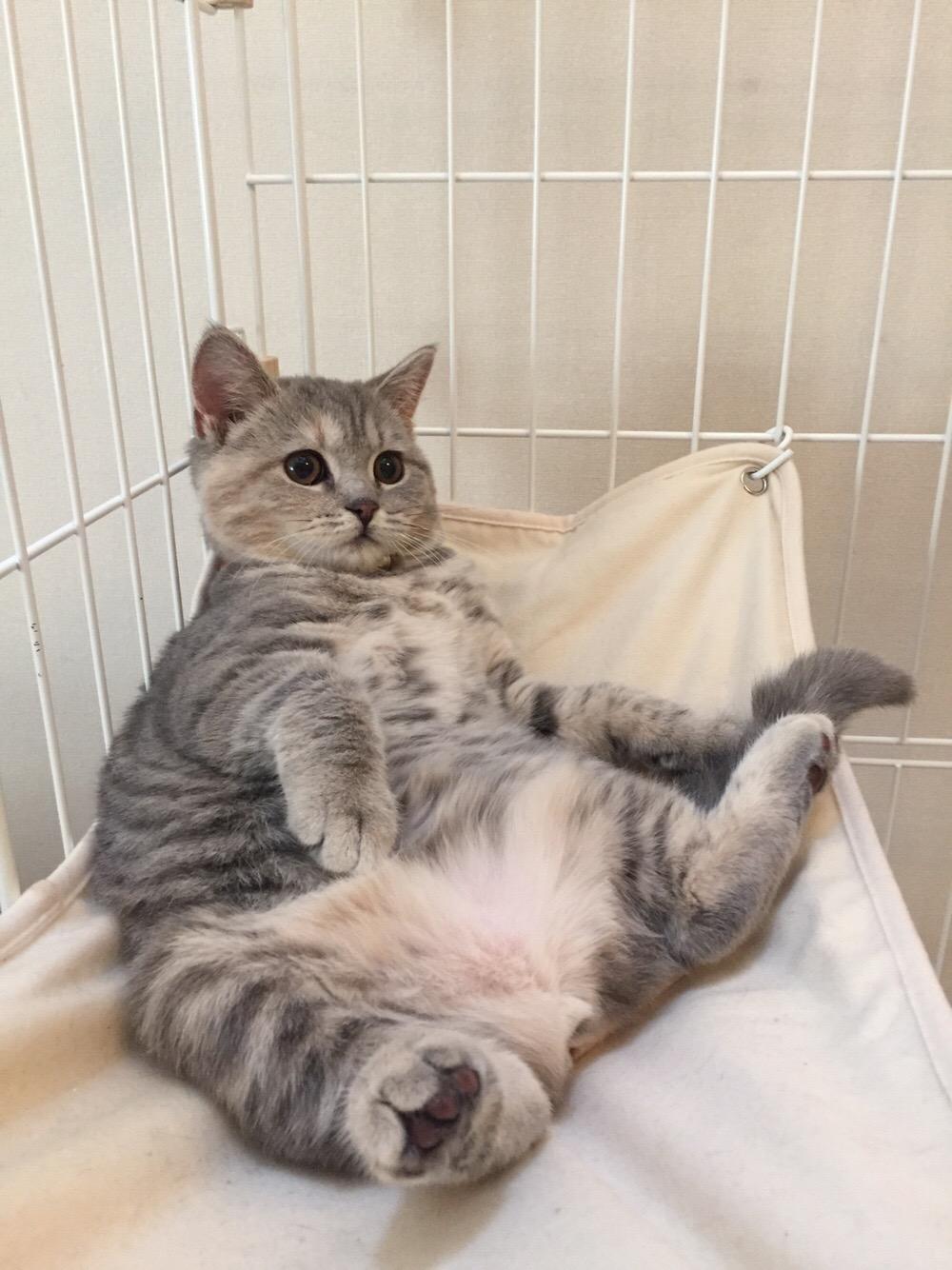 わんにゃんサイトの猫の写真