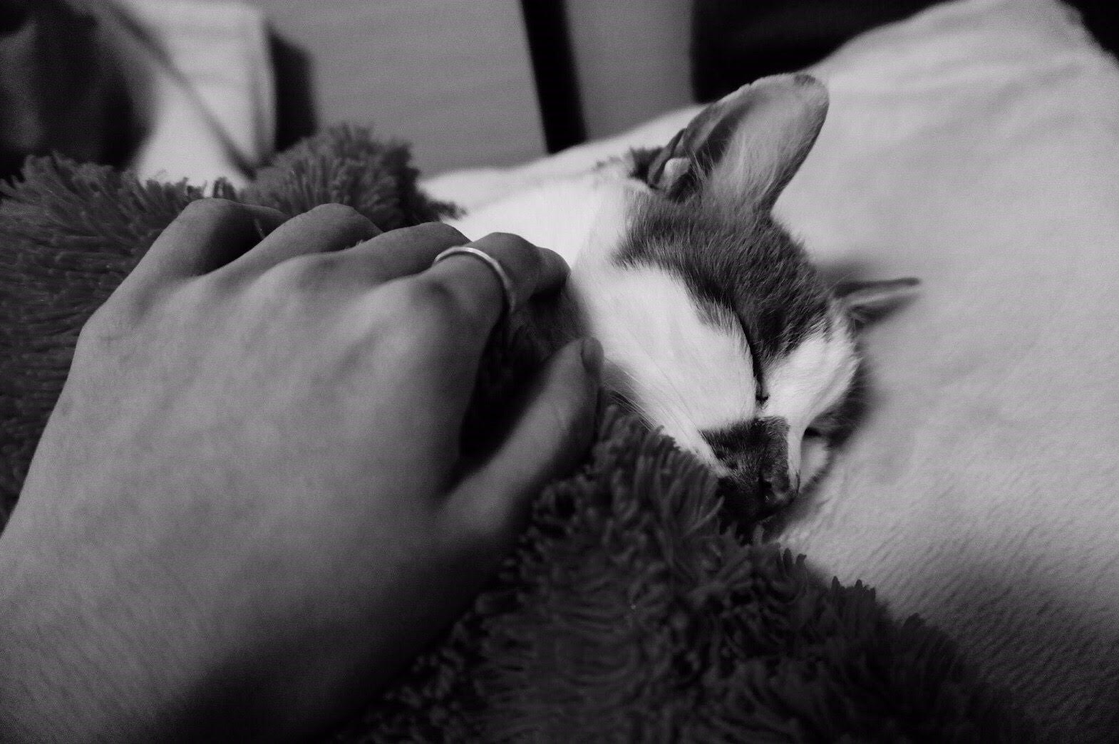 わんにゃんサイトの猫の写真