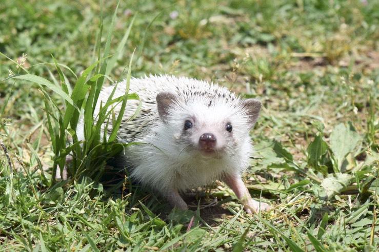 わんにゃんサイトのその他の写真