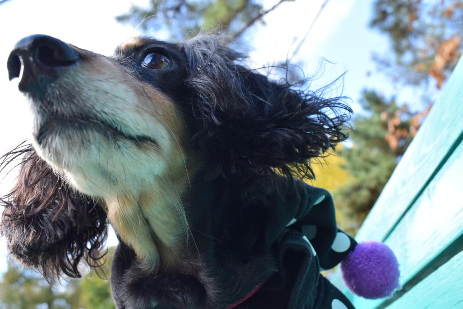 わんにゃんサイトの犬の写真